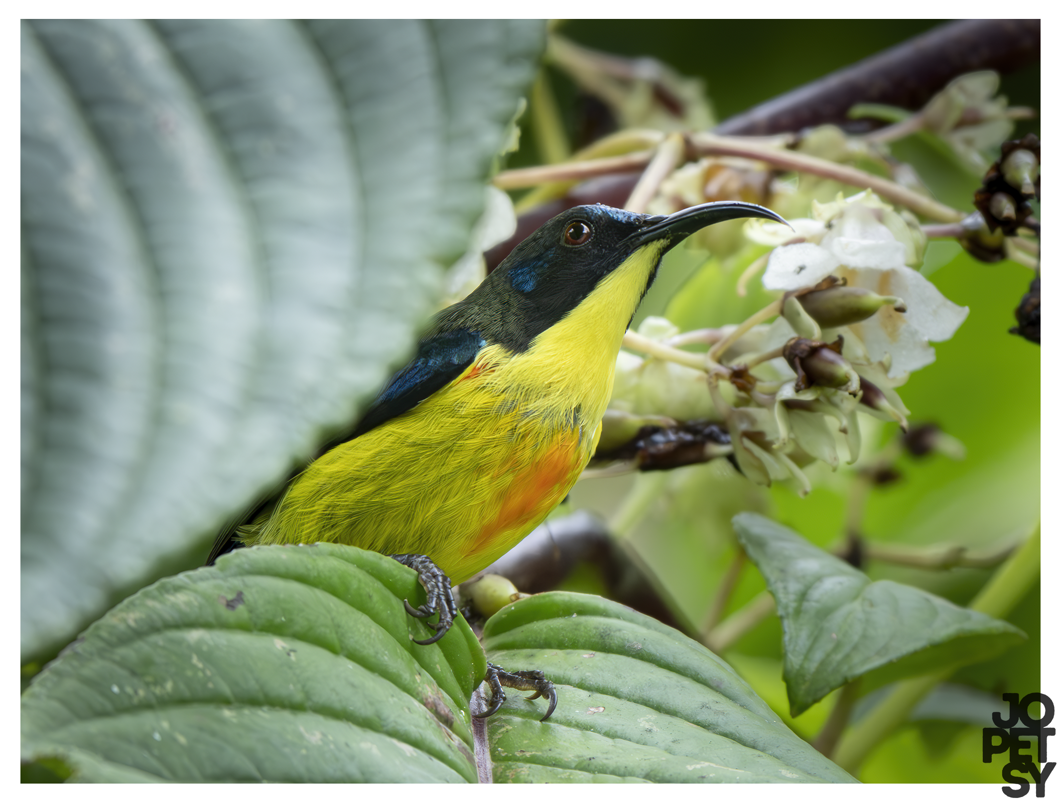 Lina's Sunbird