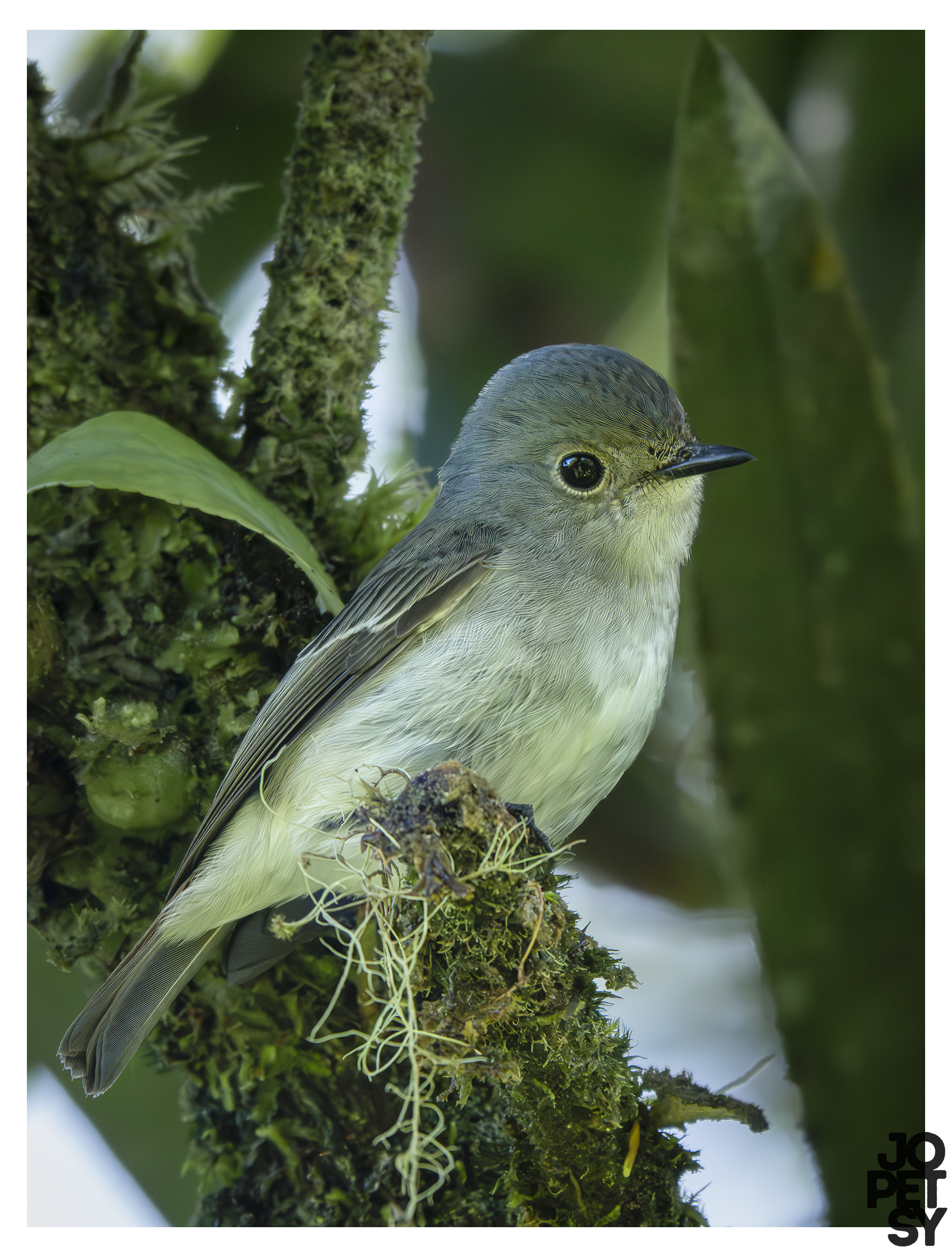 Little-pied Flycatcher (female)