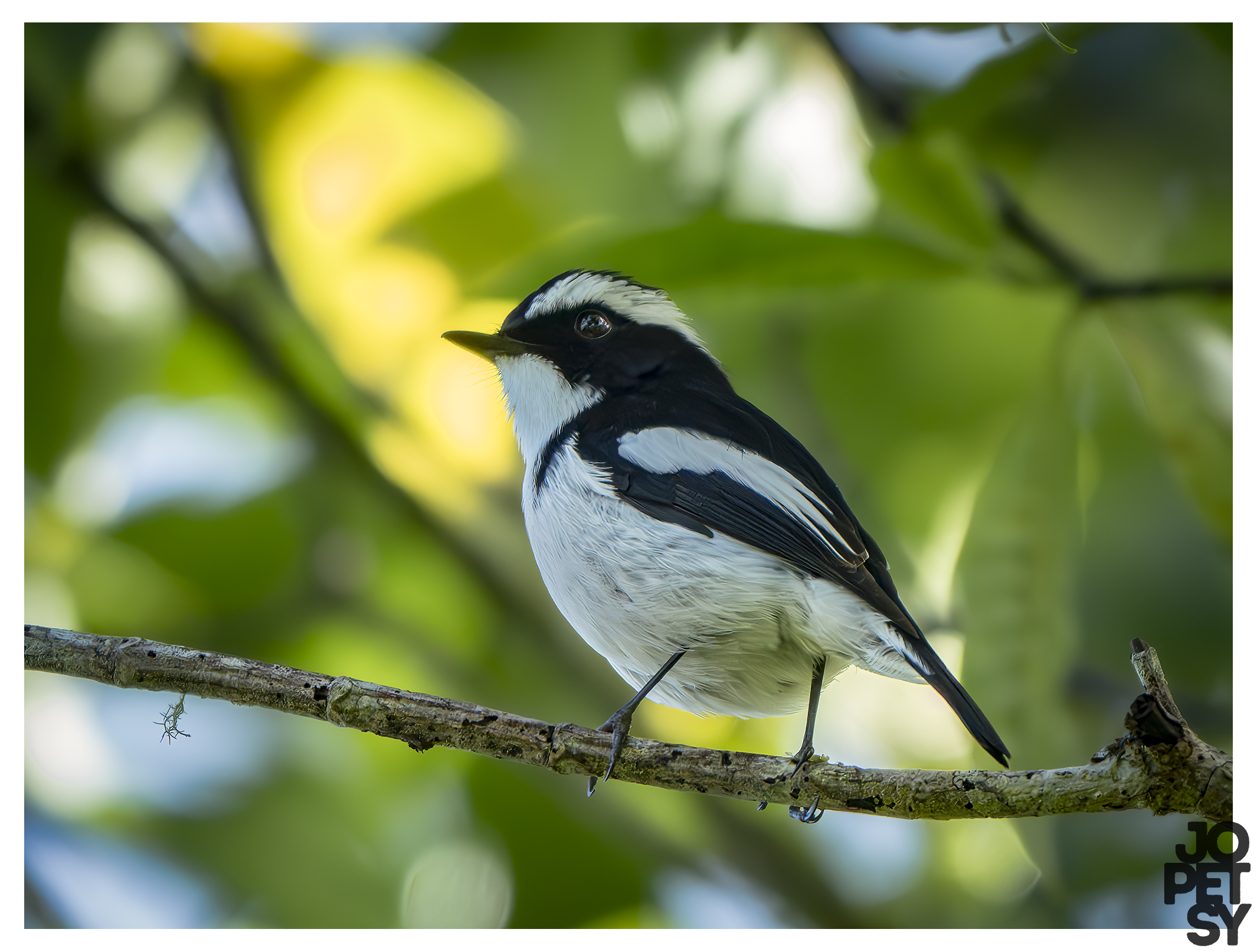 Little-pied Flycatcher