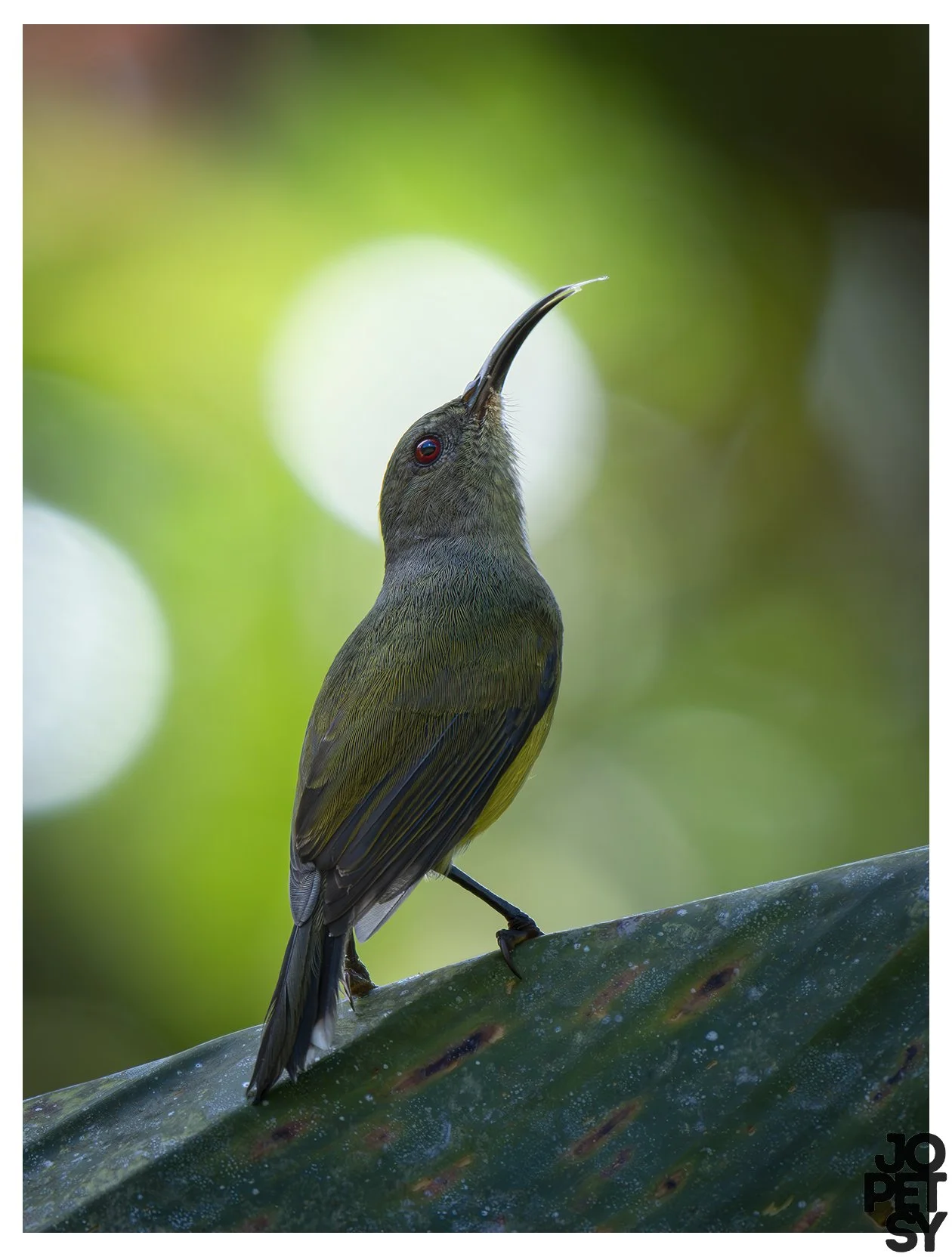 Apo Sunbird
