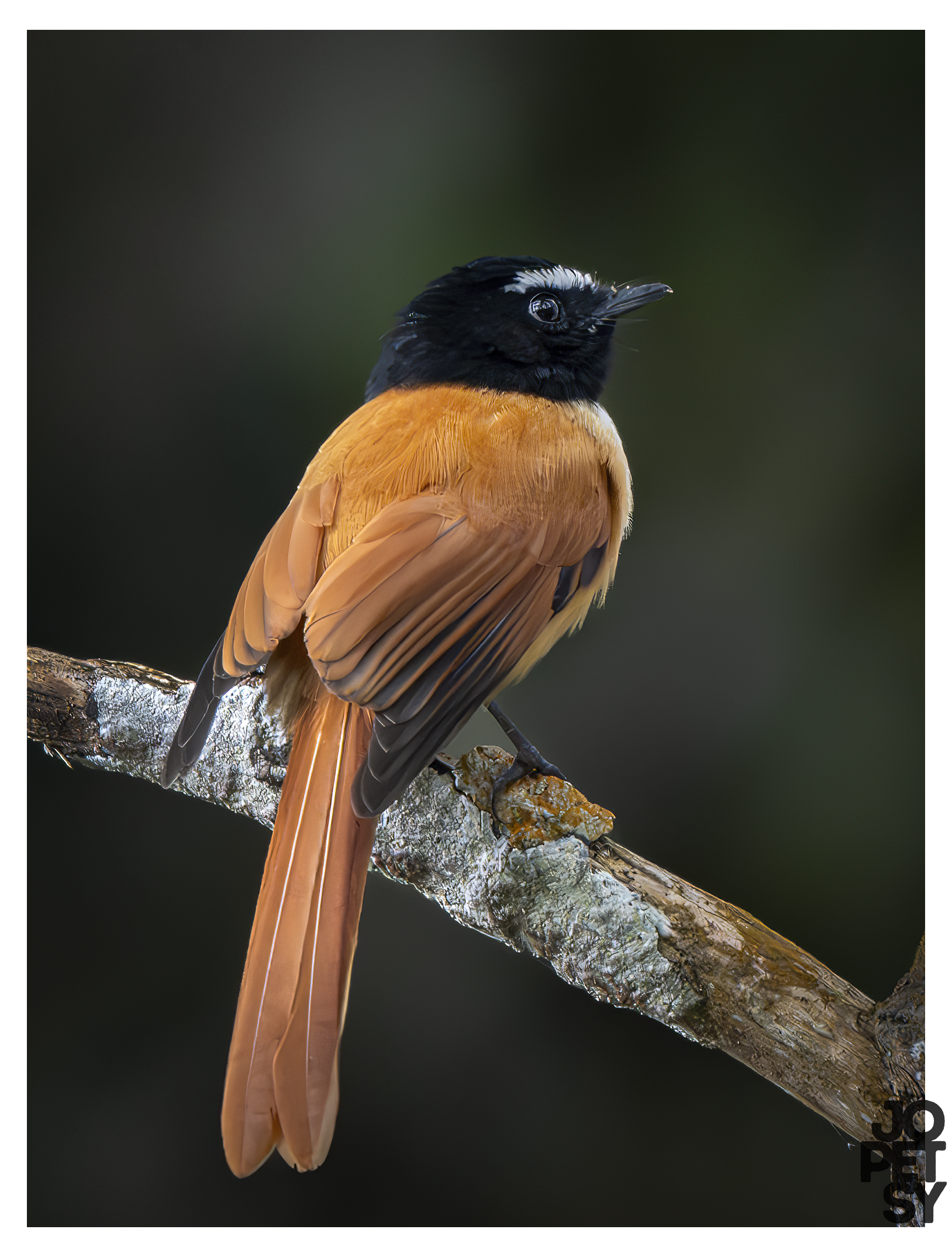 Black-and-cinnamon Fantail