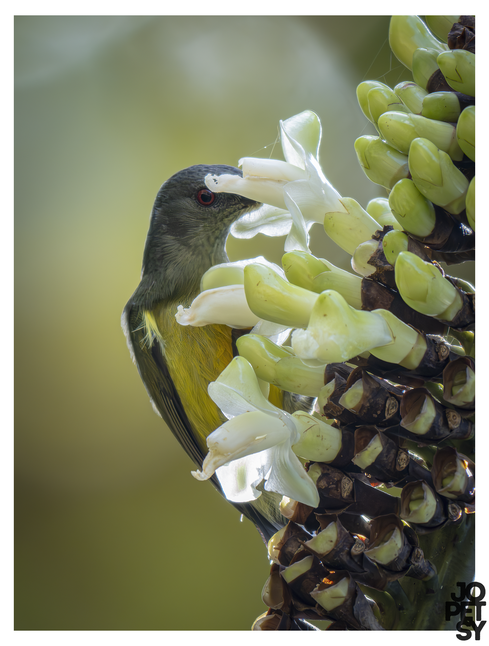 Apo Sunbird