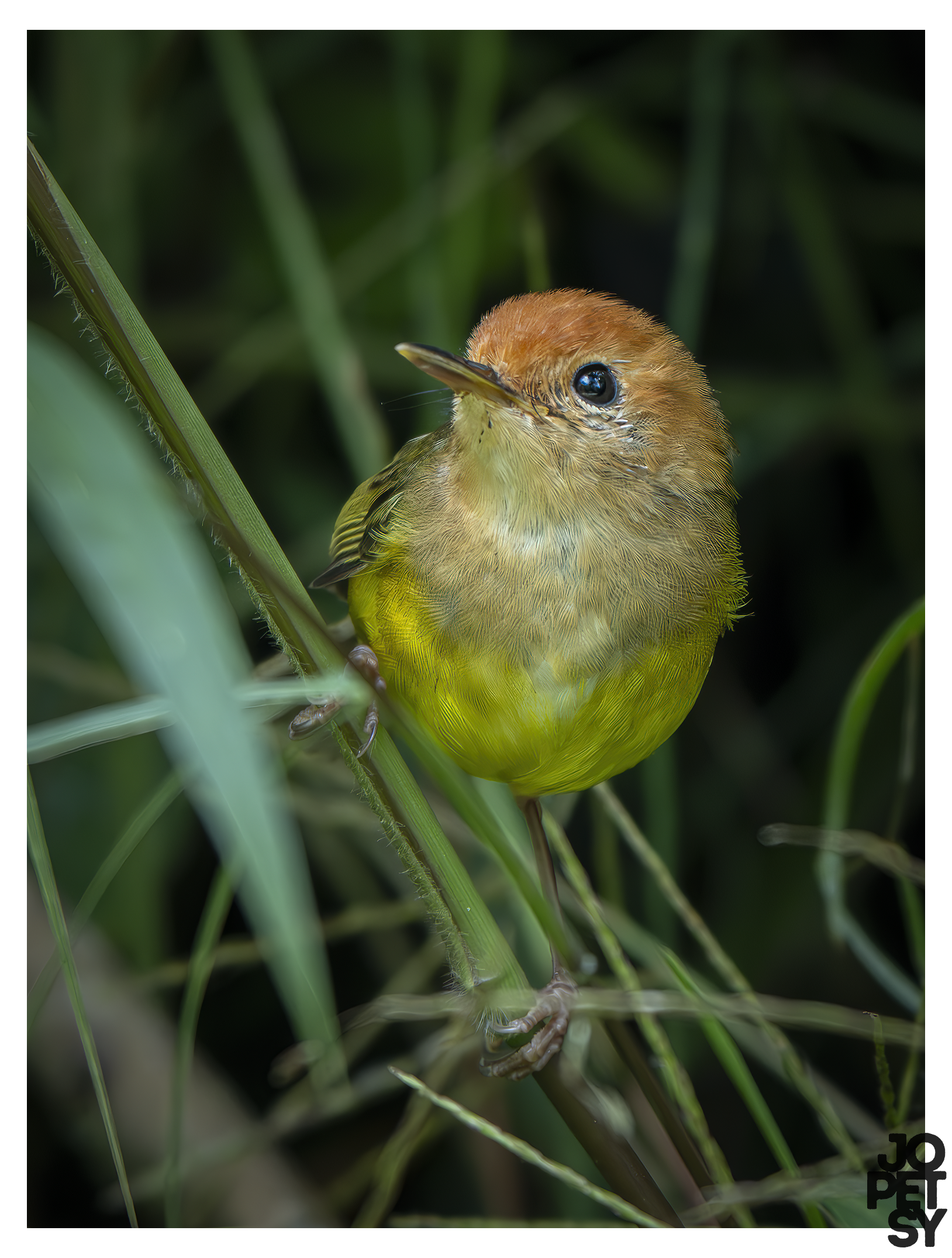 Rufous-headed Tailorbird