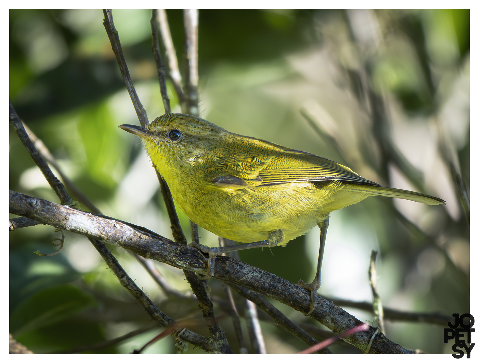 Negros Leaf Warbler