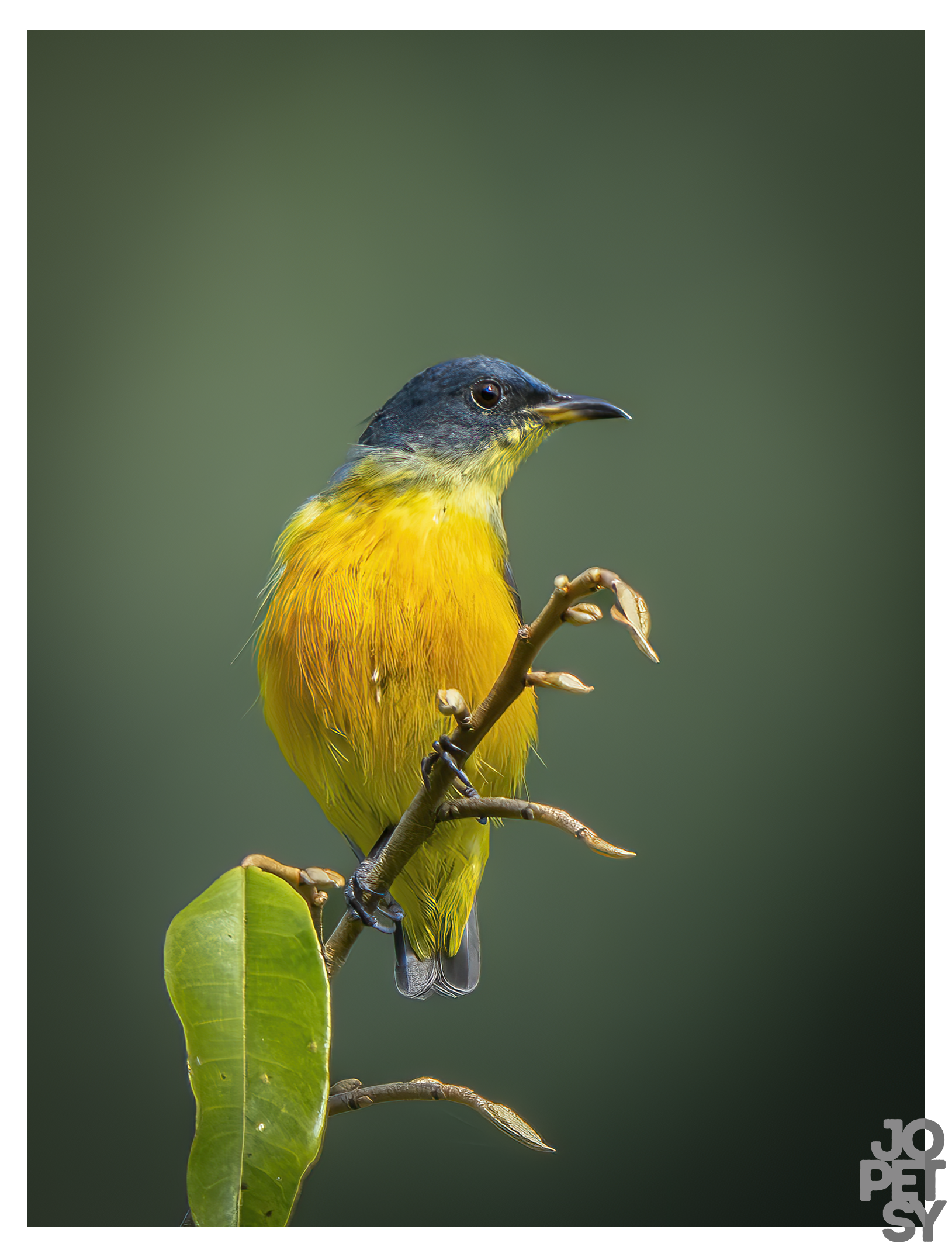 Orange-bellied Flowerpecker