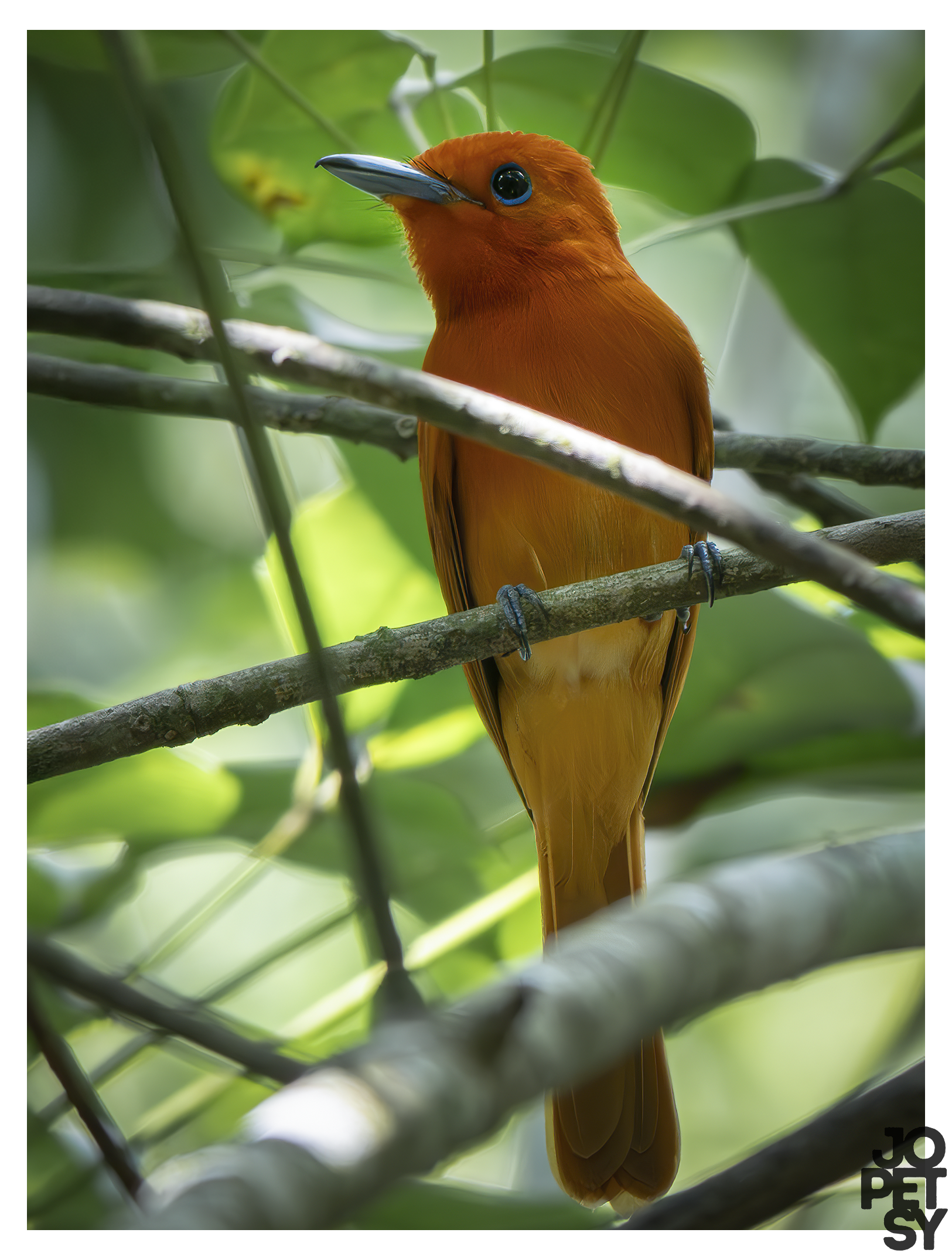 Rufous paradise-Flycatcher
