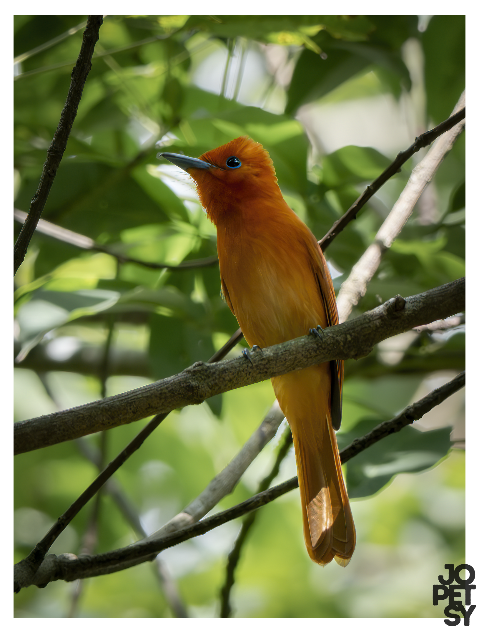 Rufous paradise-Flycatcher