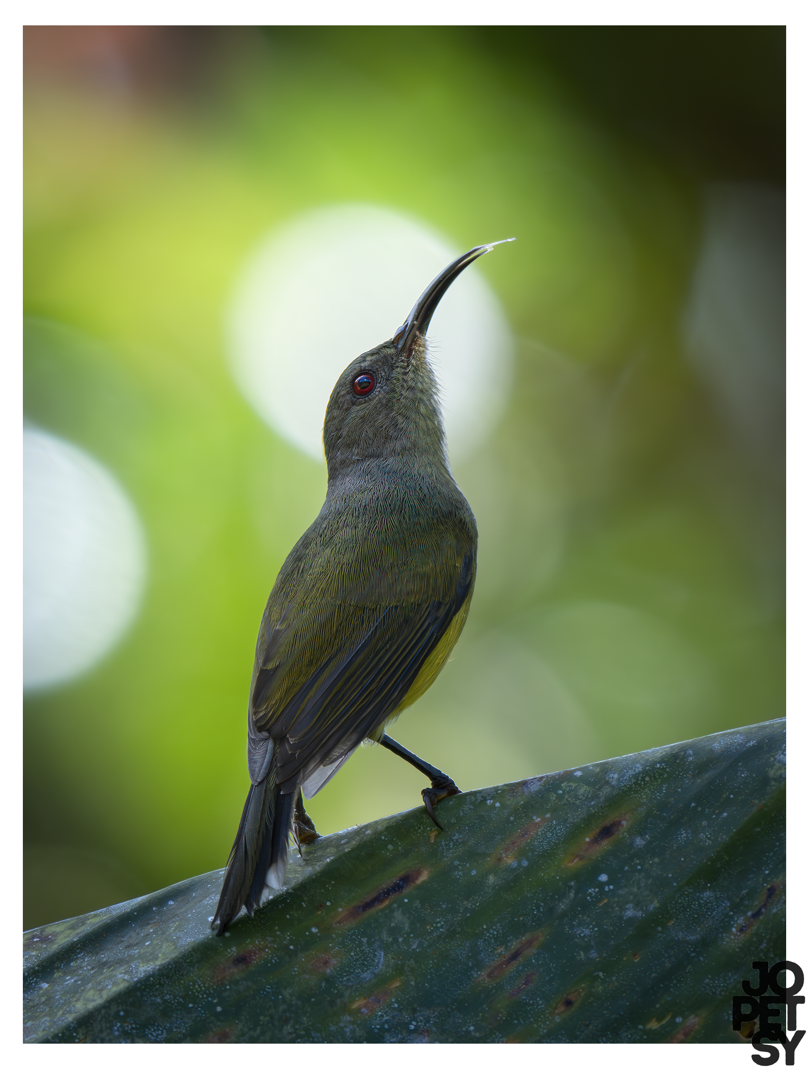 #1: Chasing Feathers and New Friendships in Davao