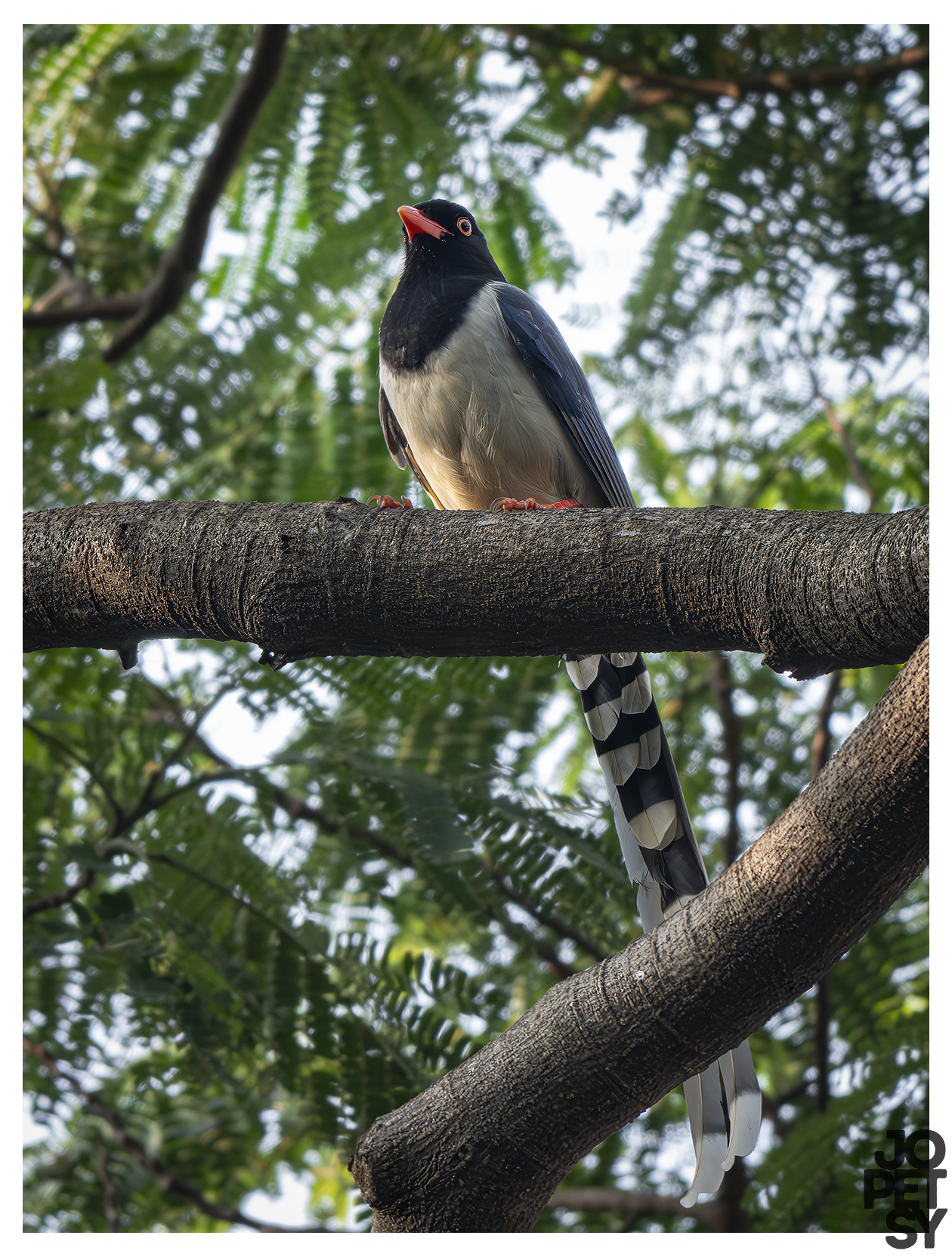#2: Birding Guangzhou: A City I Thought I Knew
