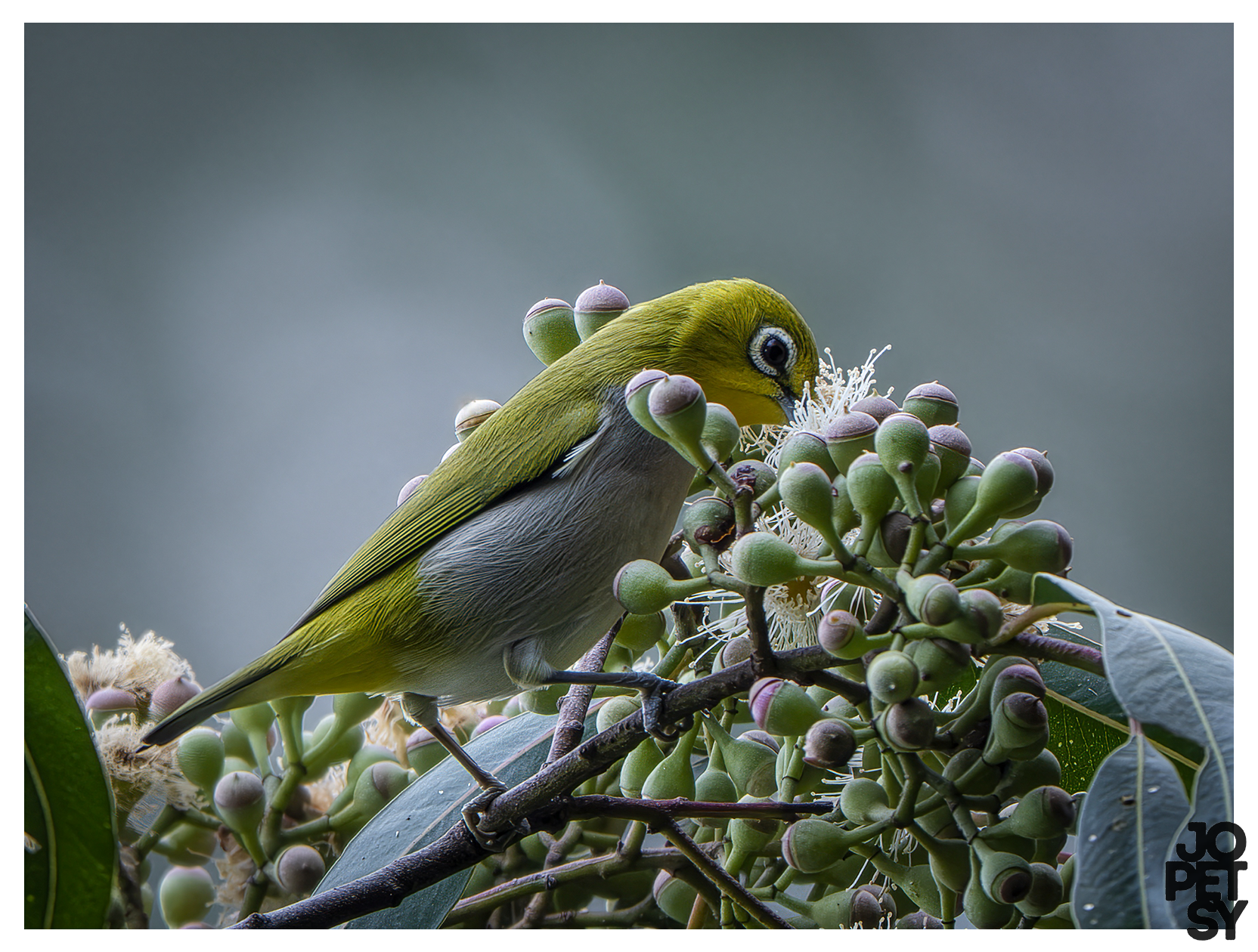 Swinhoe's White-eye