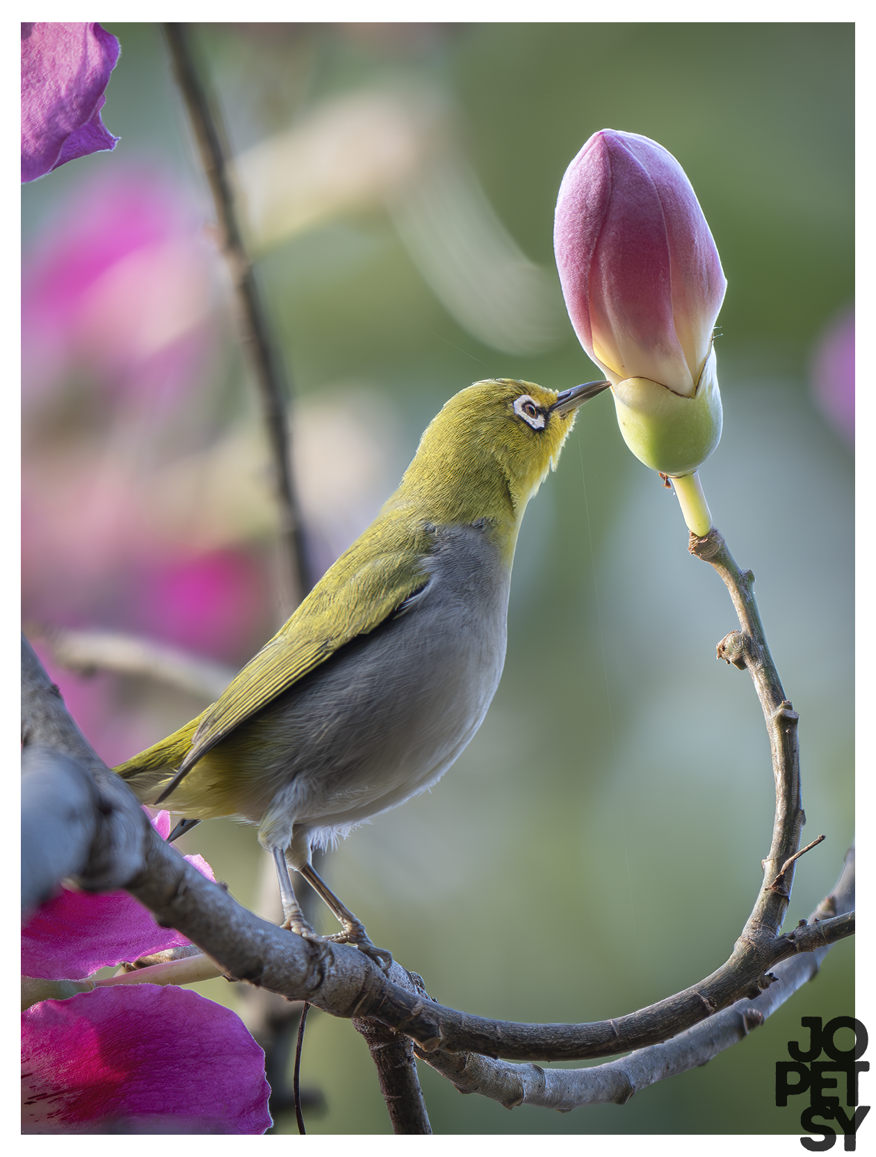 Swinhoe's White-eye