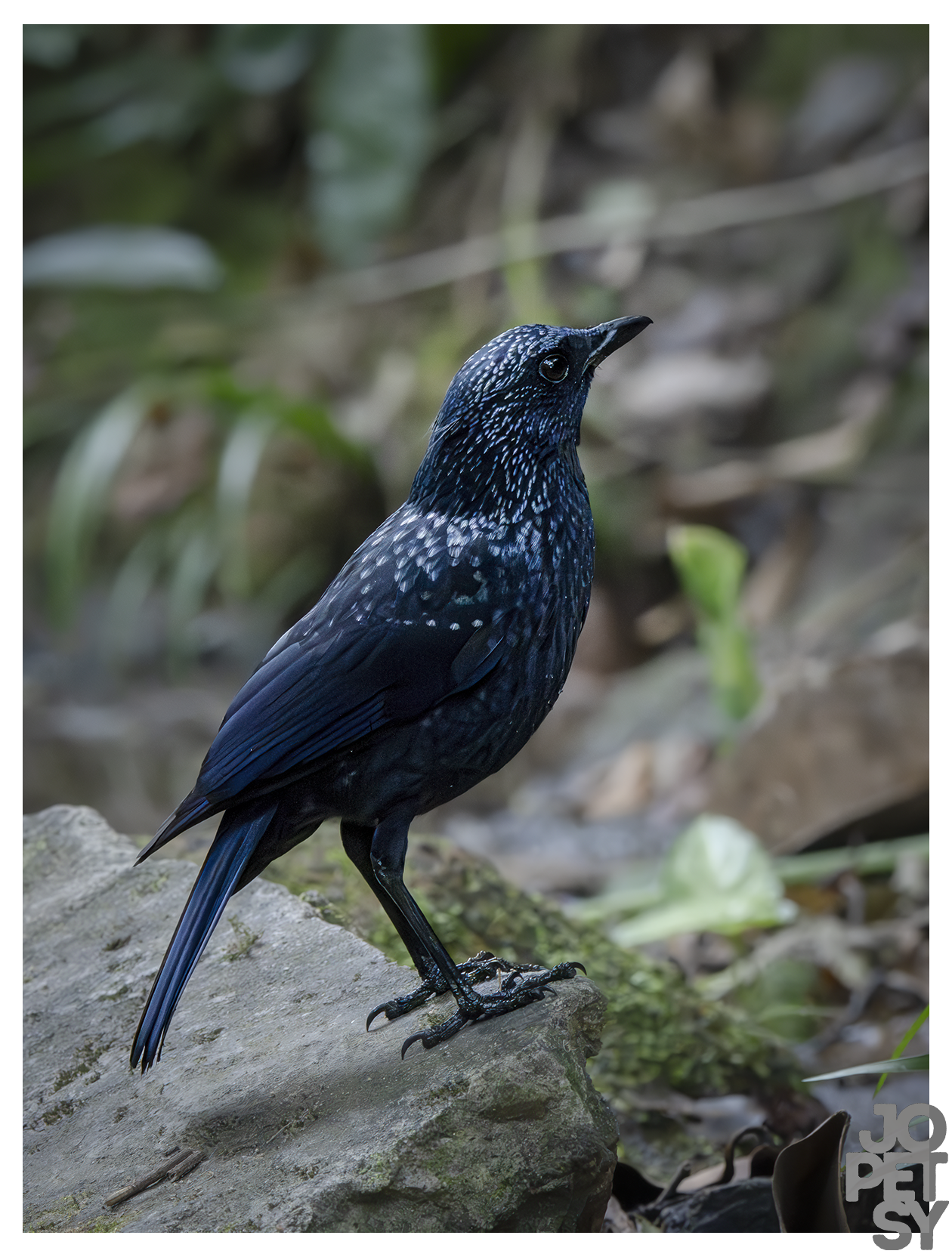 Blue-Whistling Thrush