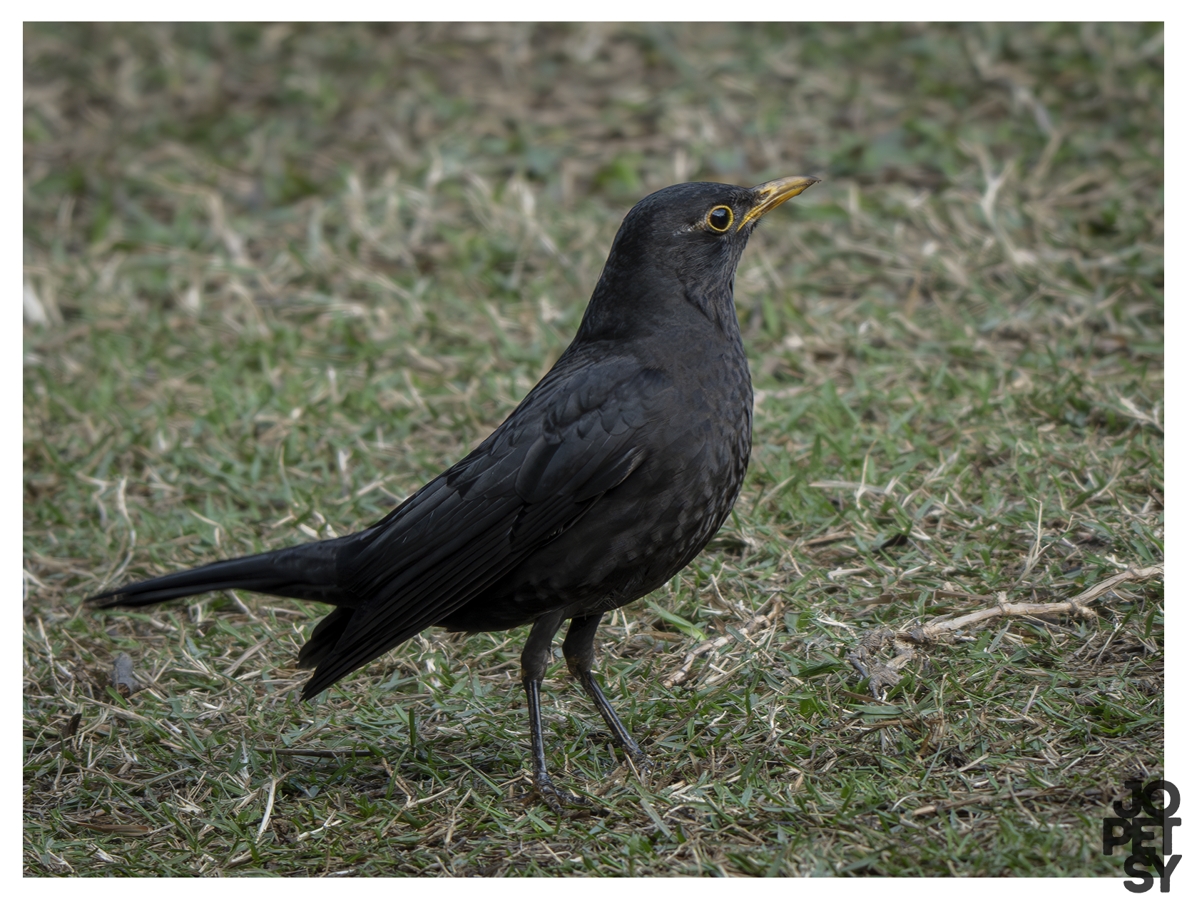 Chinese Blackbird