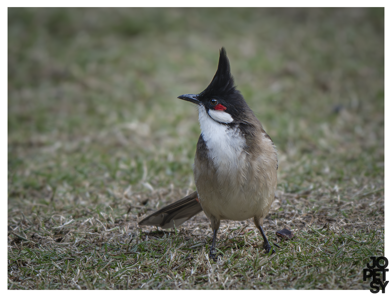 Red-whiskered Bulbul