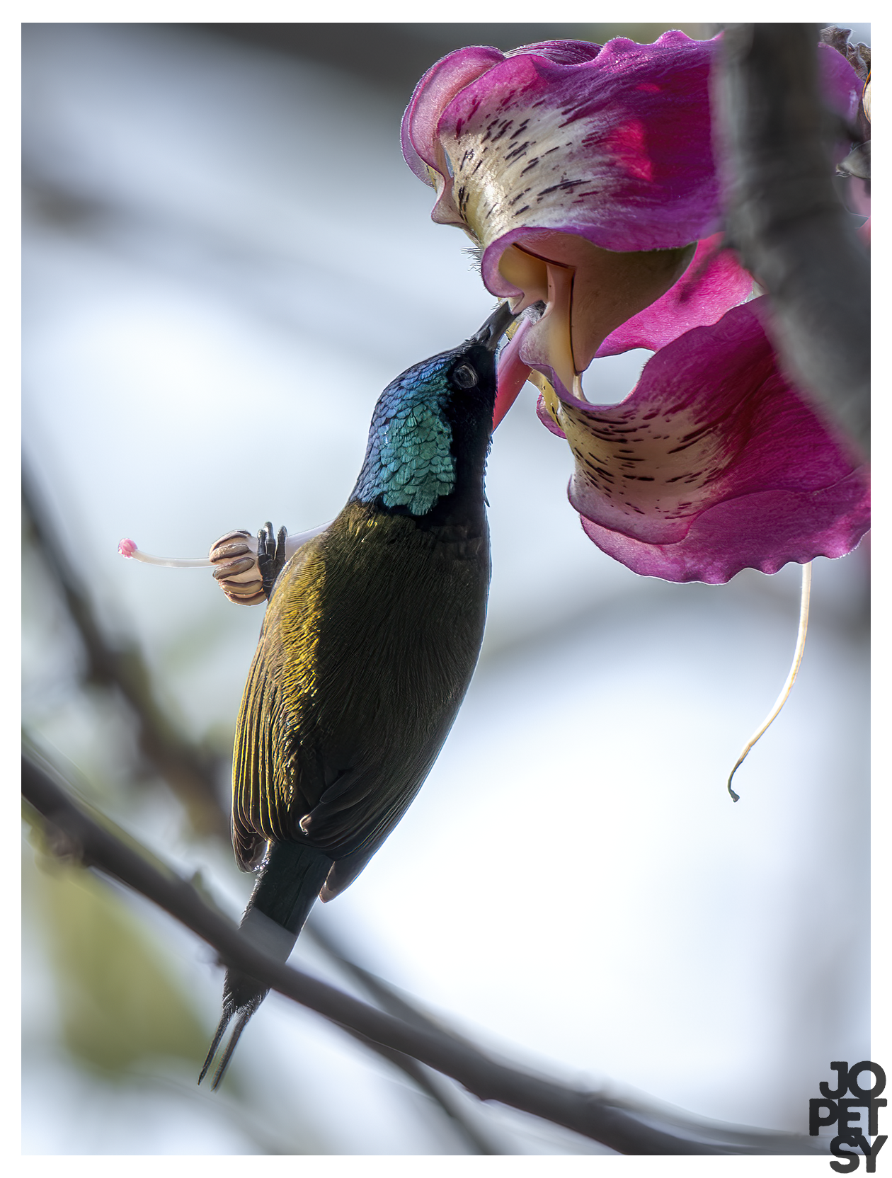 Fork-tailed Sunbird