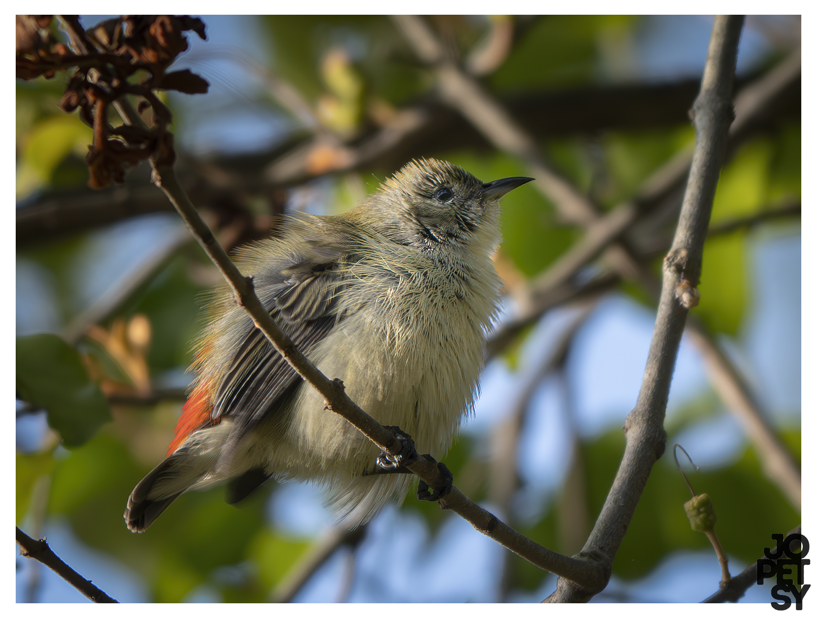 Scarlet-backed Flowerpecker