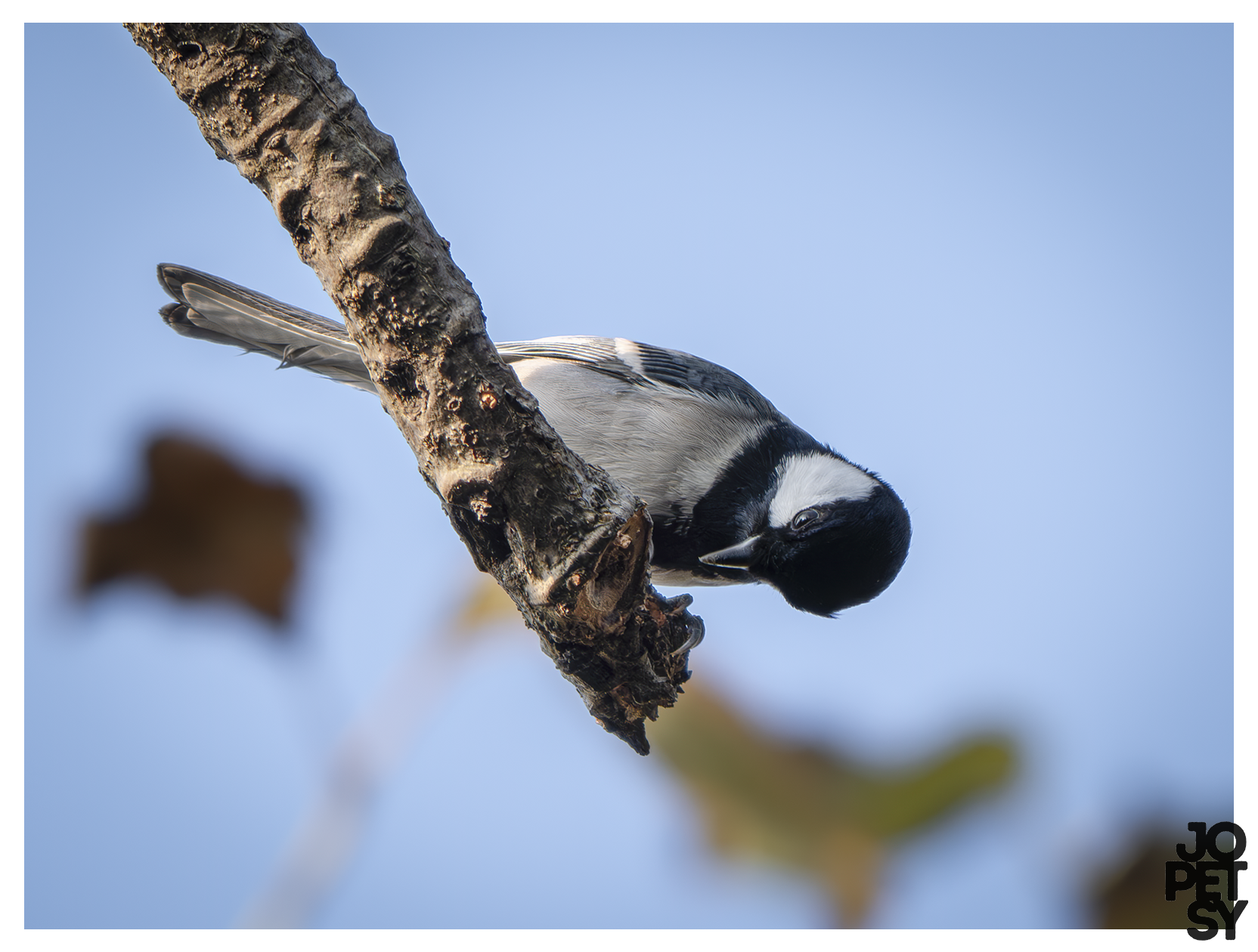 Asian Tit