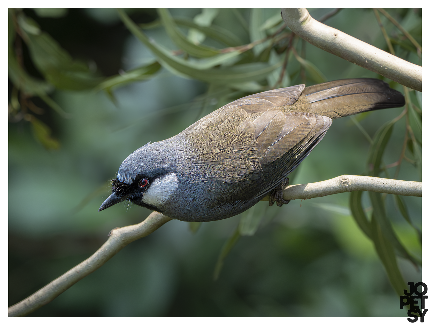 Black-throated Laughingthrush