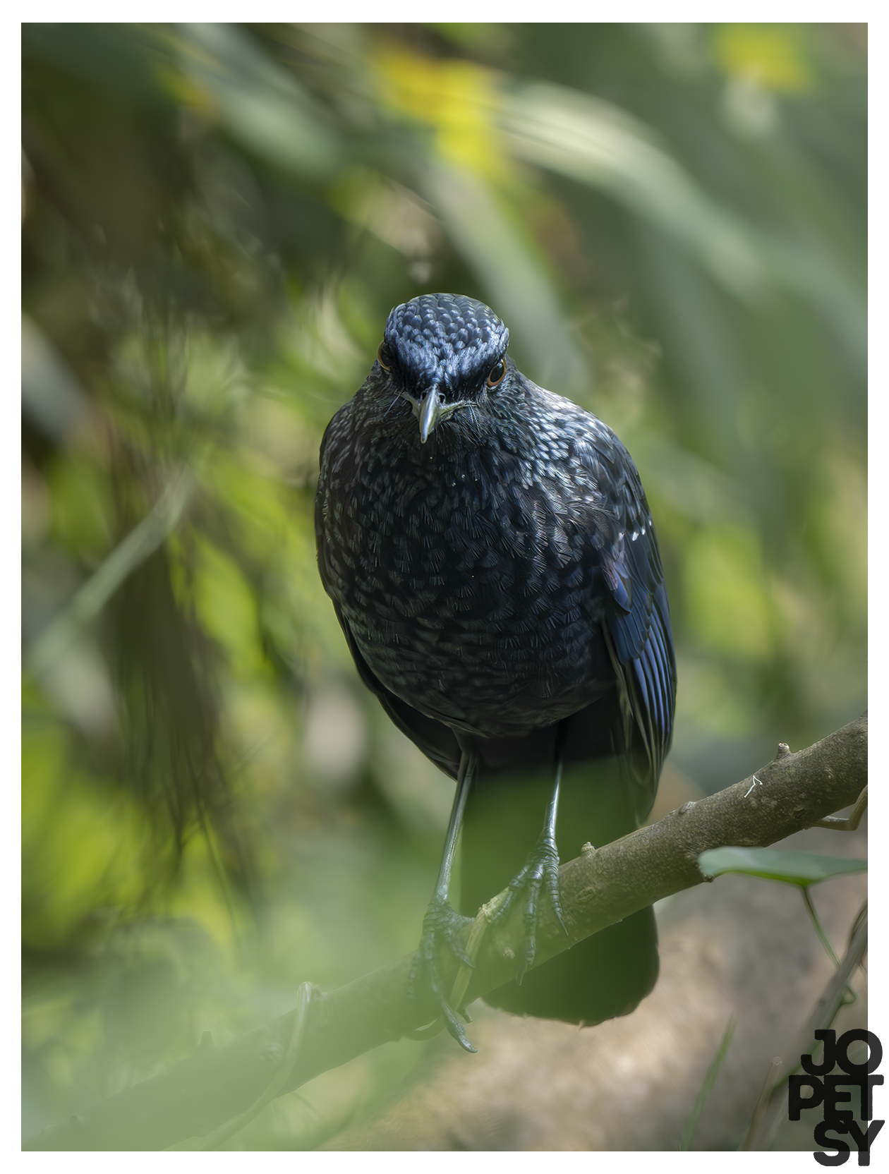 Blue-Whistling Thrush