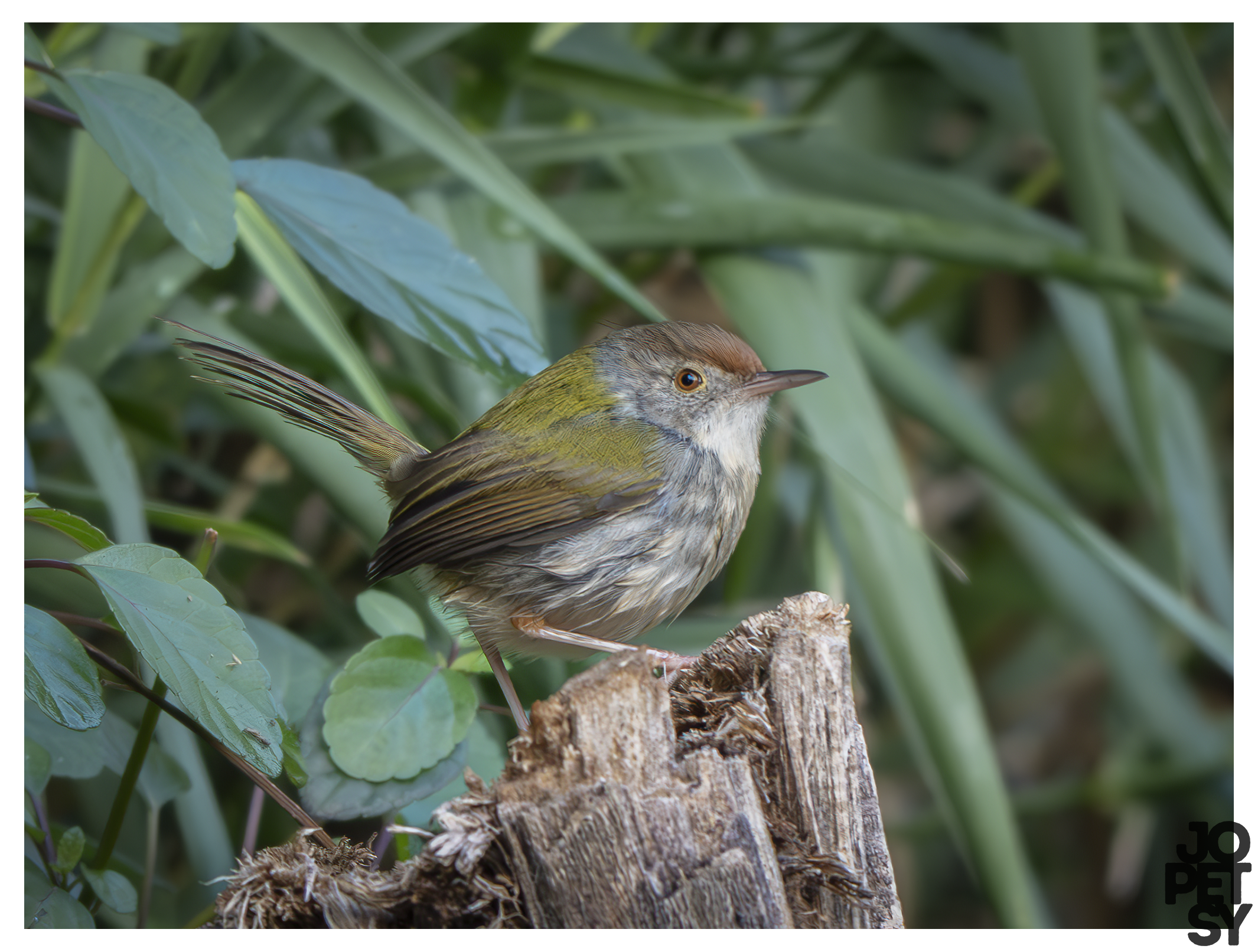Common Tailorbird