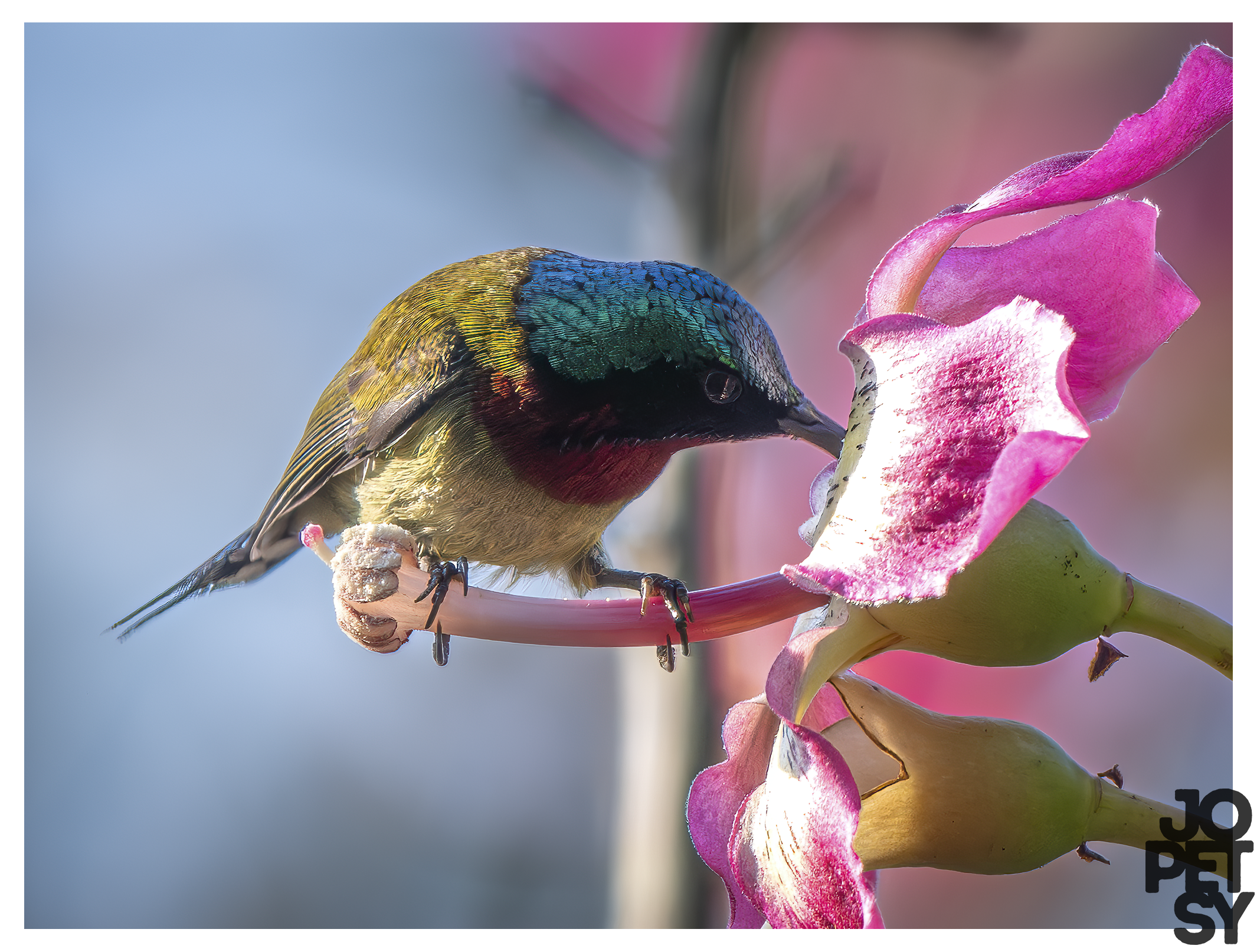 Fork-tailed Sunbird