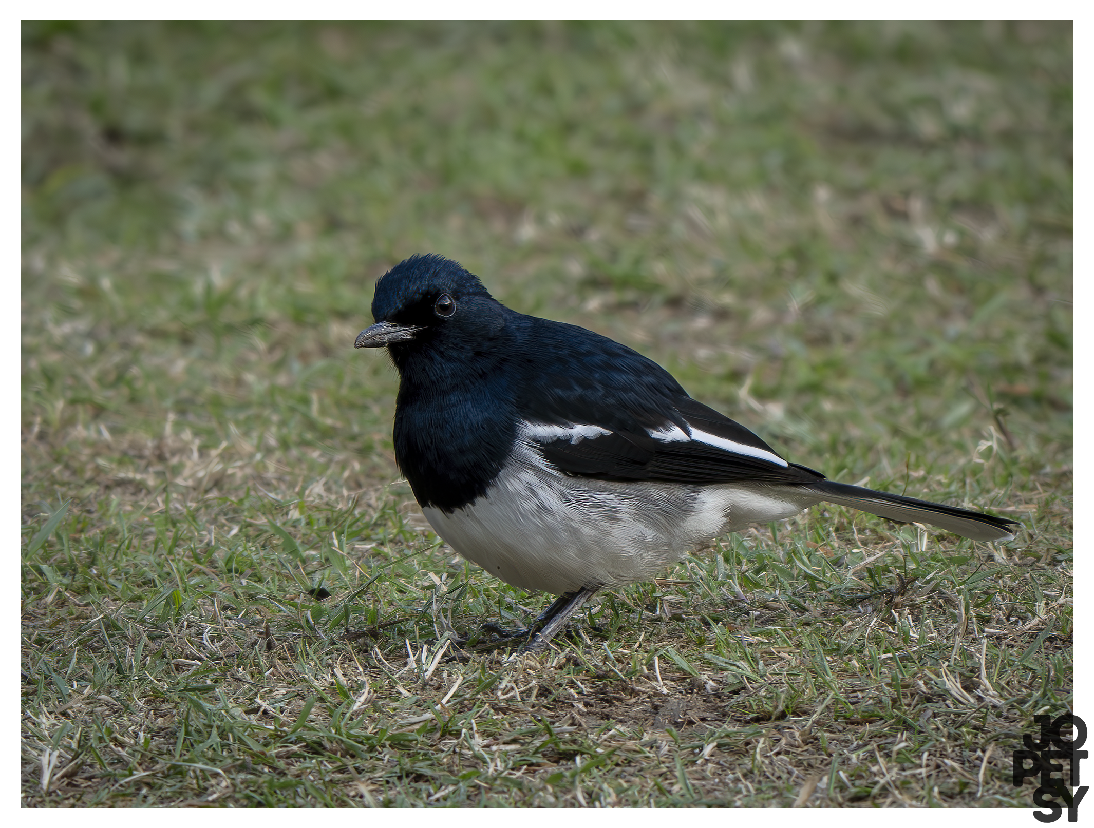 Oriental Magpie-Robin