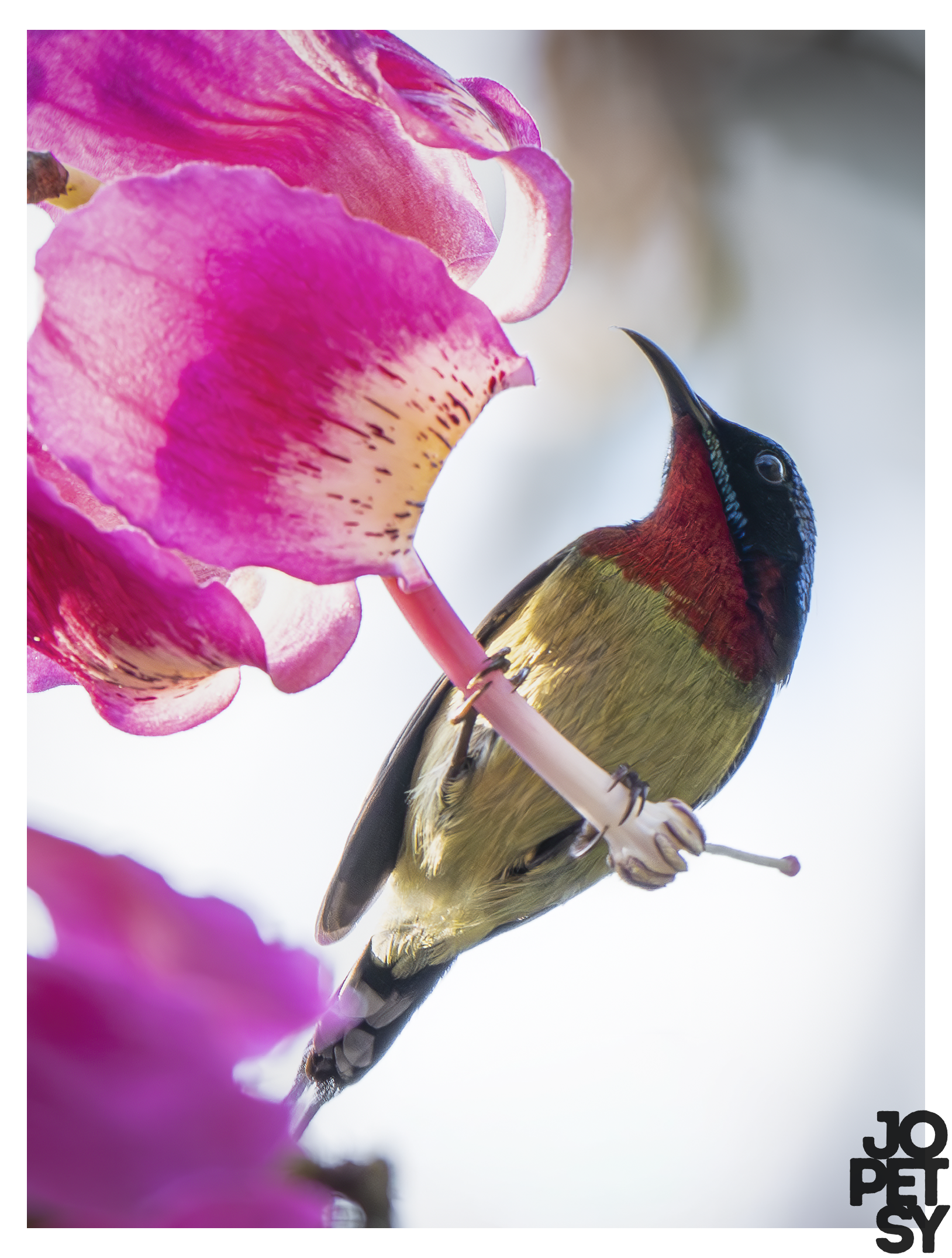 Fork-tailed Sunbird