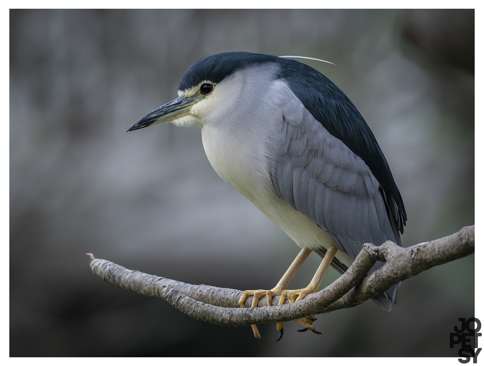 Black‑crowned Night Heron