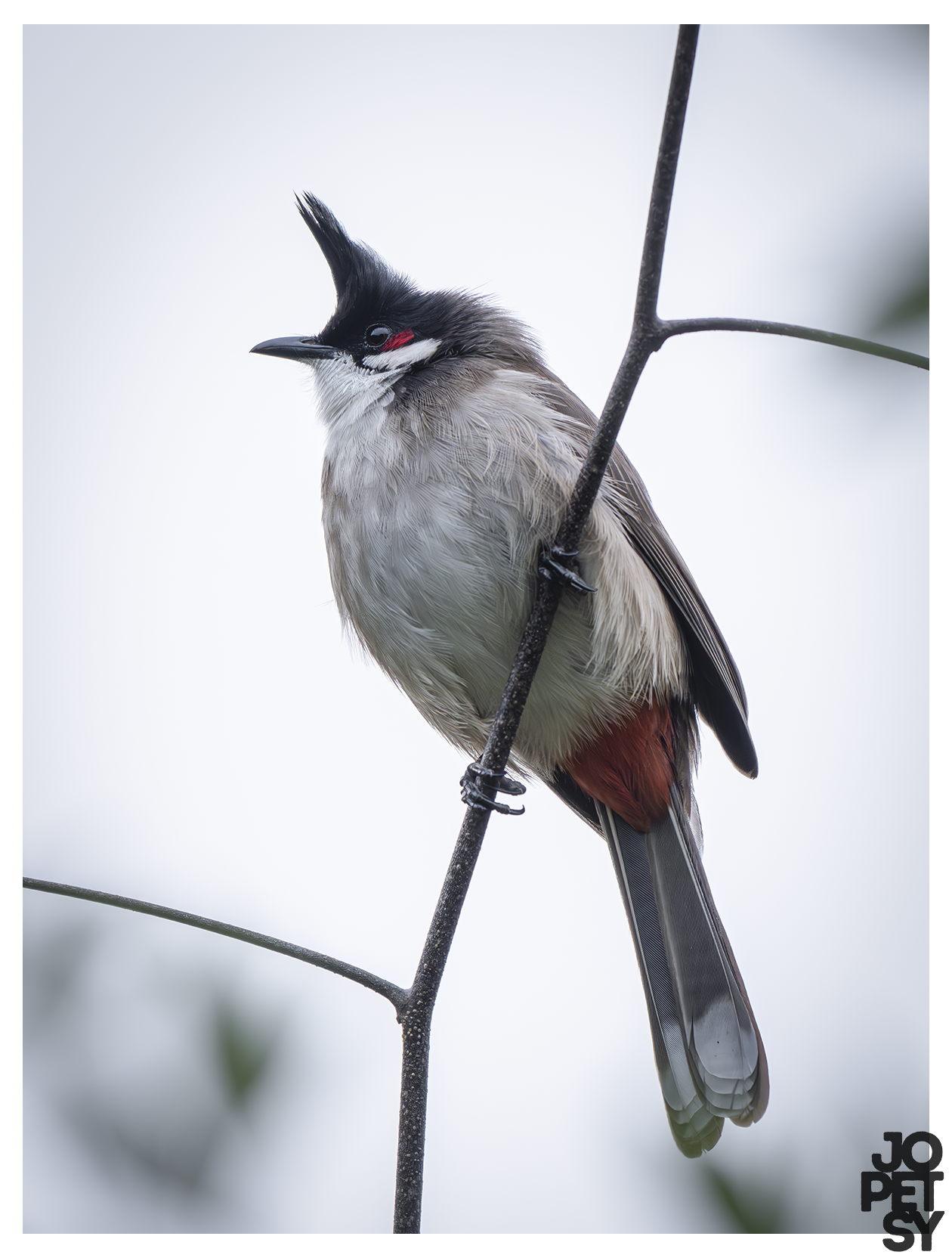 Red‑whiskered Bulbul