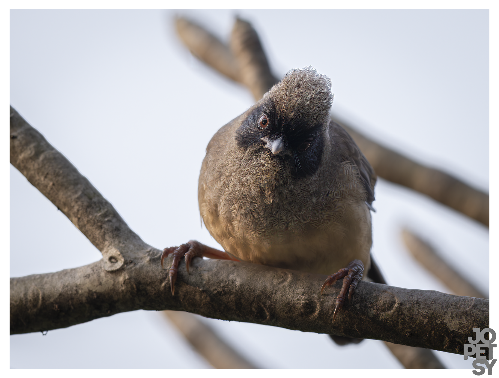 Masked Laughingthrush