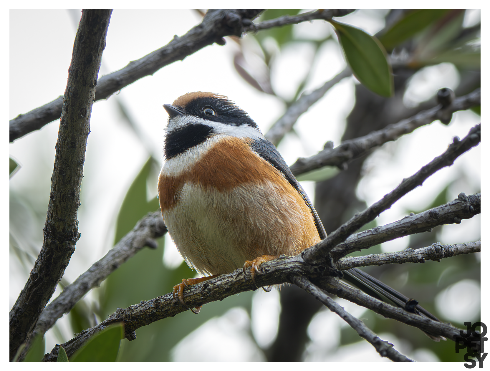 Black‑throated Tit