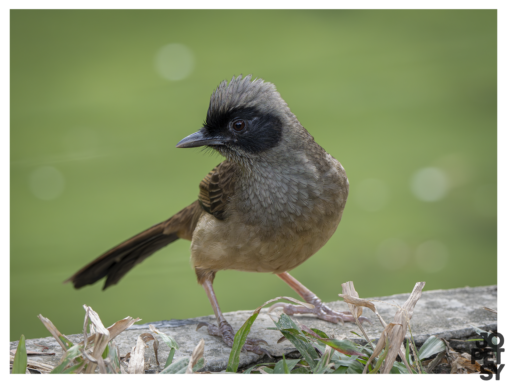Masked Laughingthrush