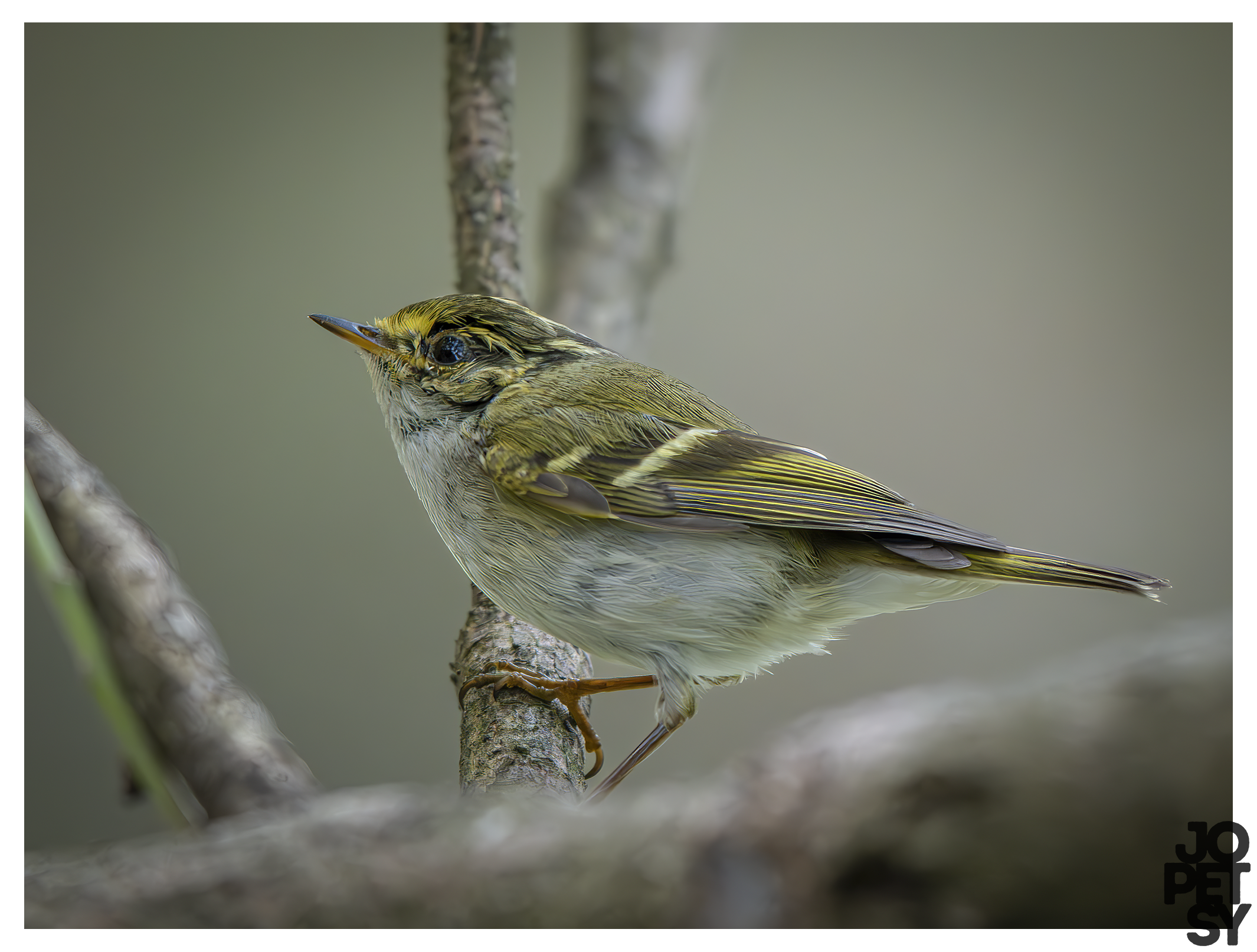 Pallas’s Leaf Warbler