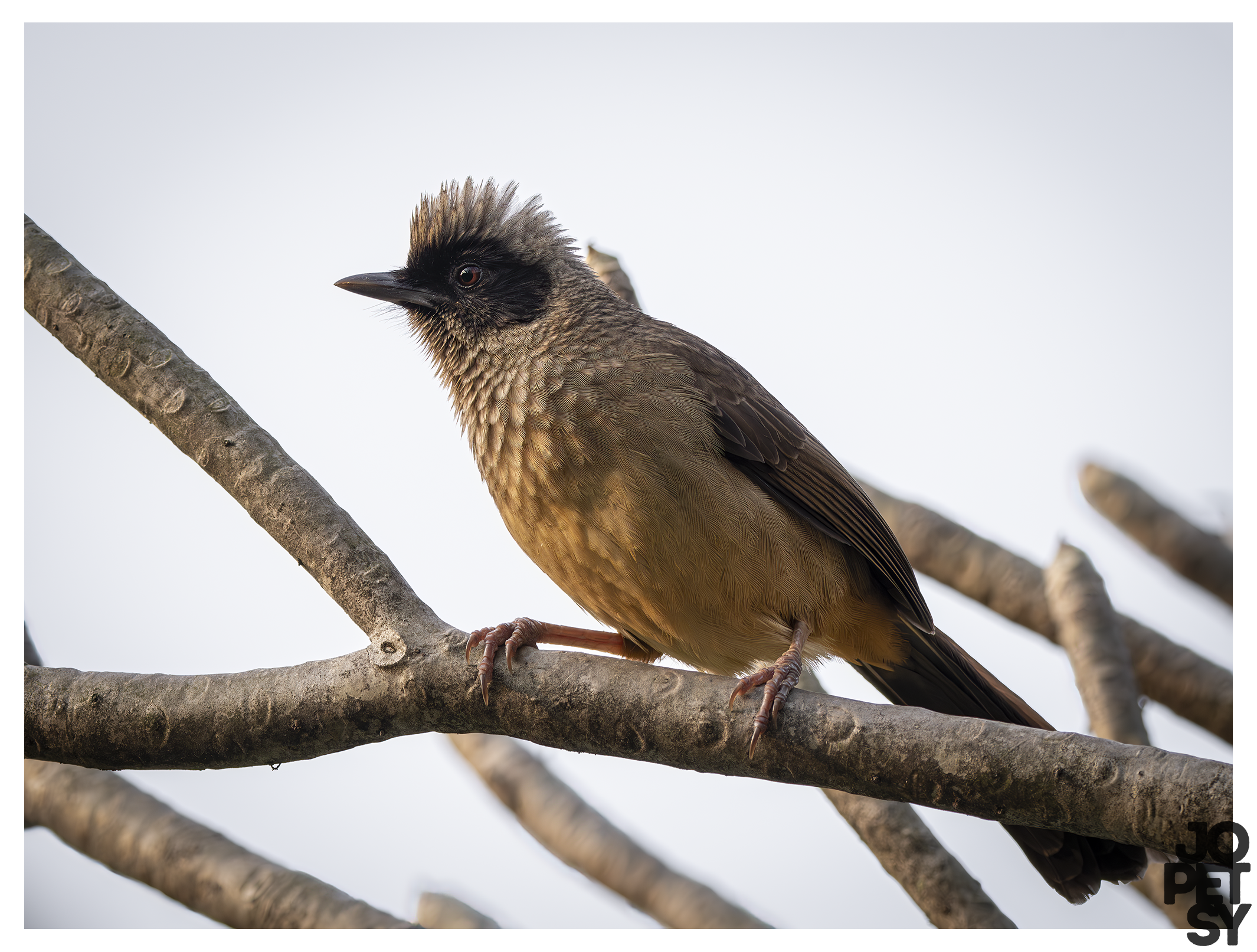 Masked Laughingthrush