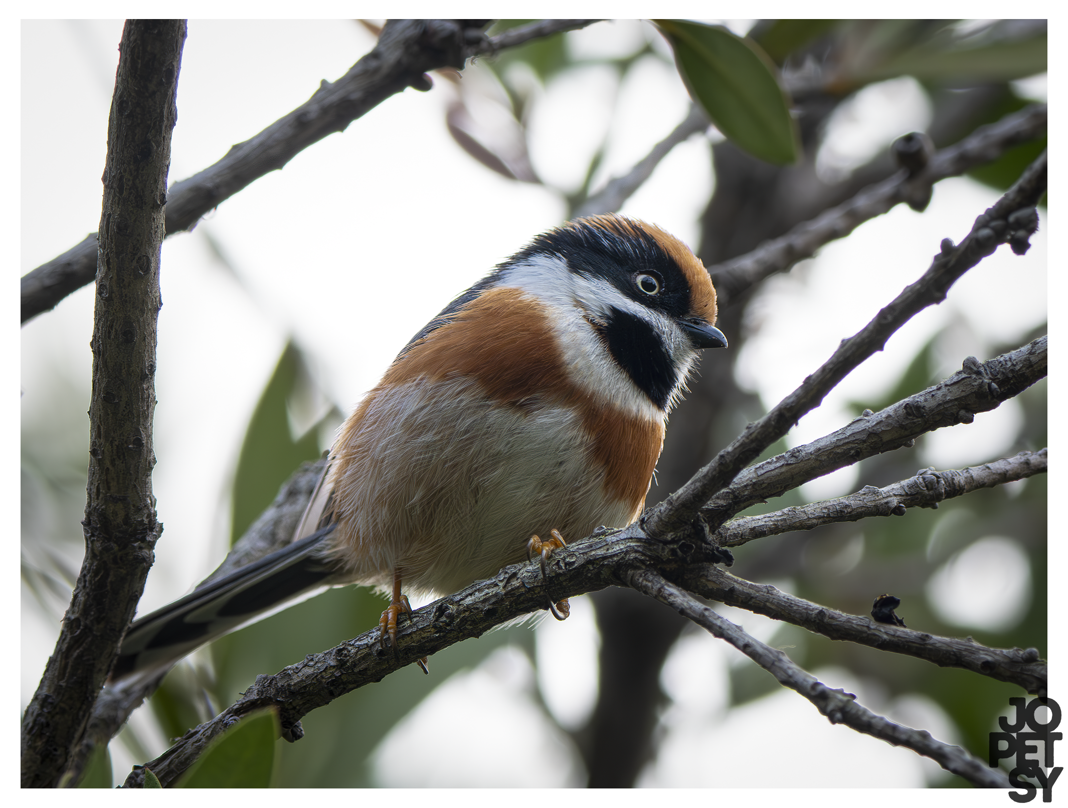 Black‑throated Tit