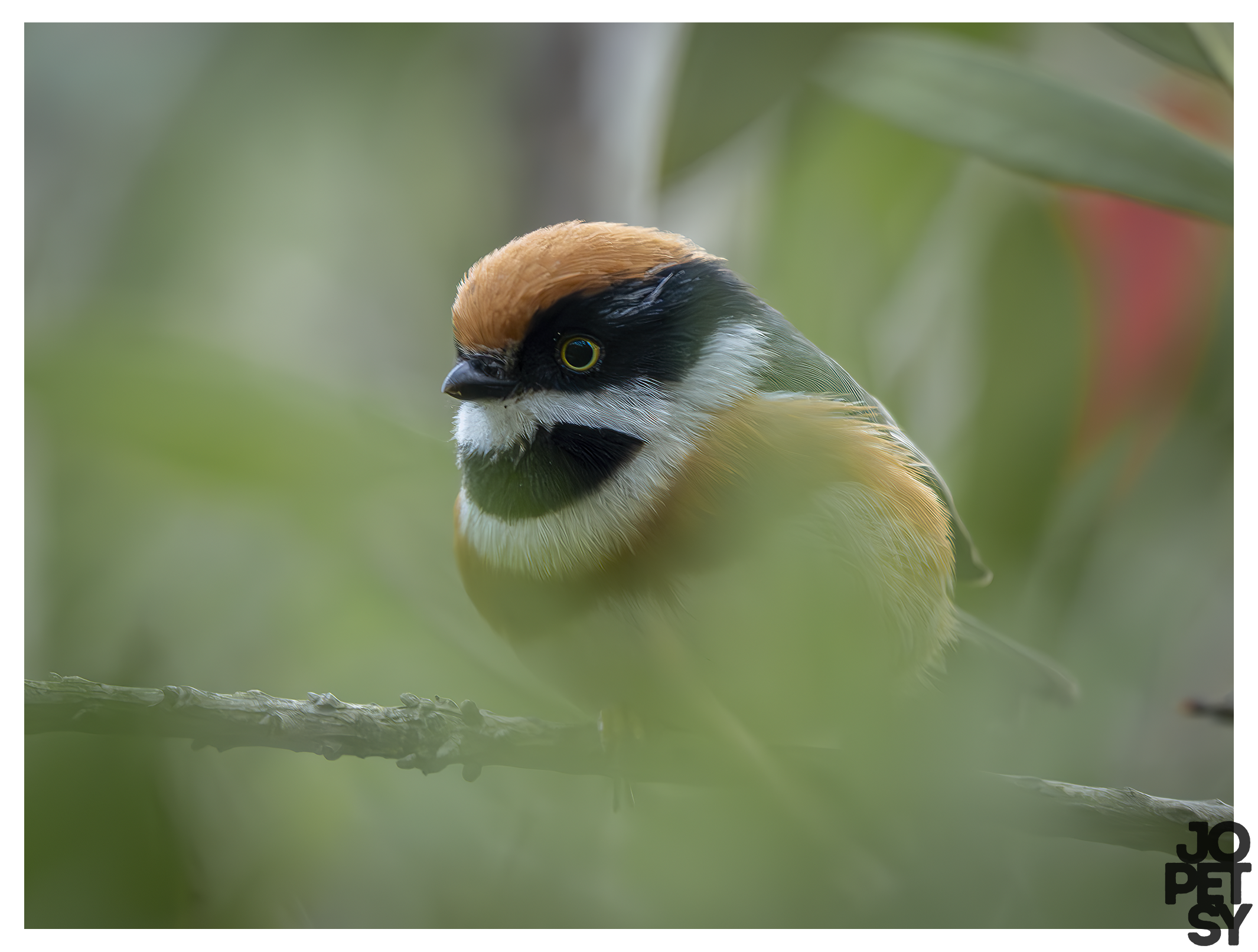 Black‑throated Tit