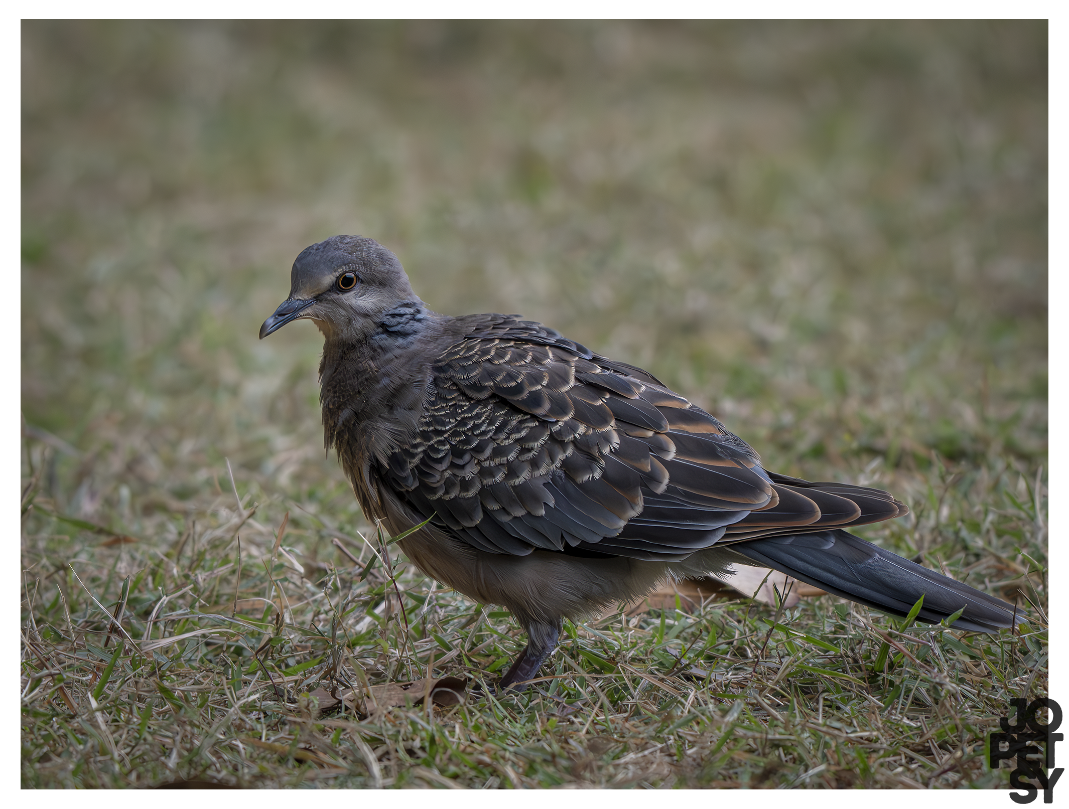 Oriental Turtle Dove