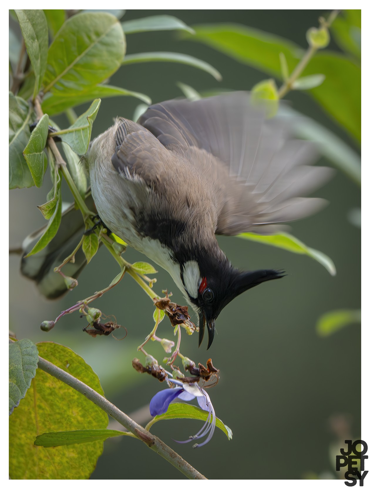 Red‑whiskered Bulbul