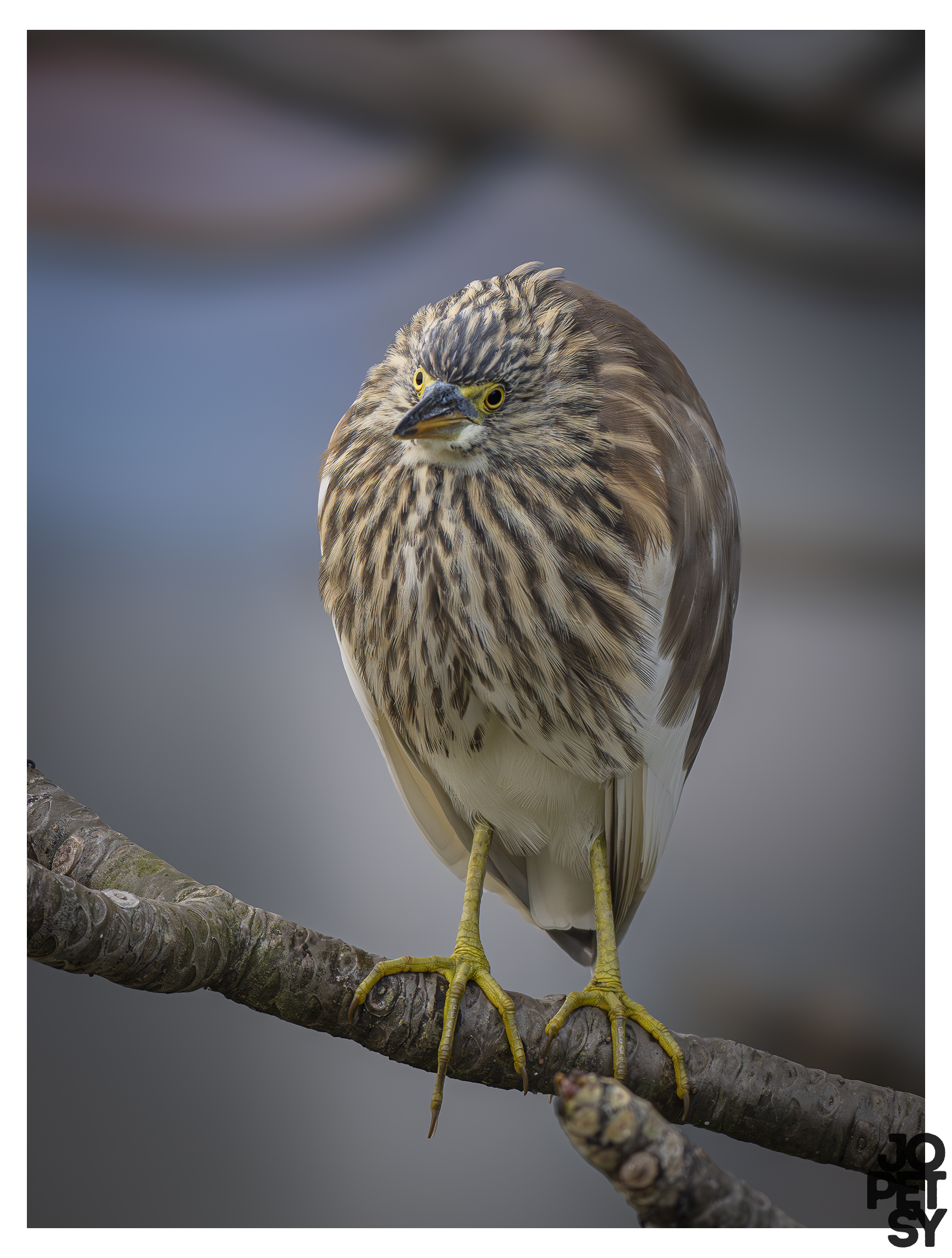 Chinese Pond Heron