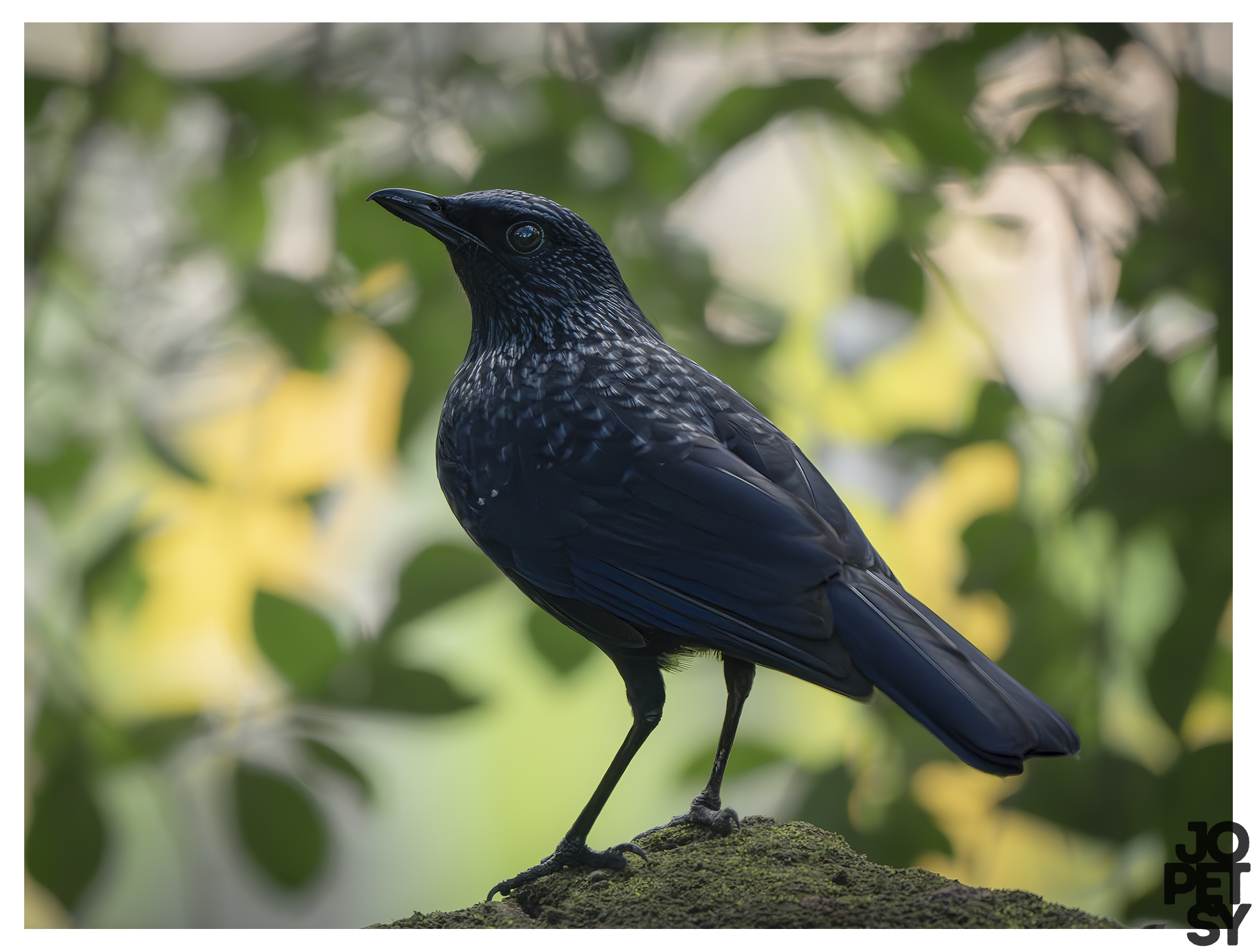 Blue Whistling‑Thrush