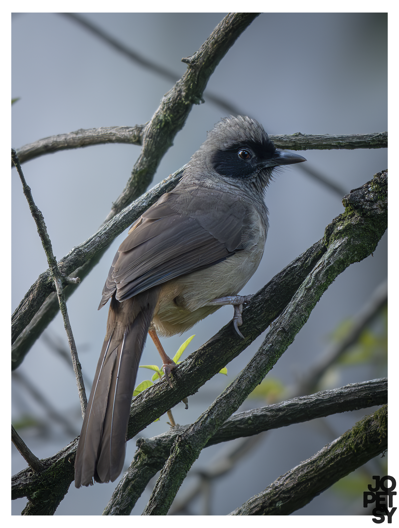 Masked Laughingthrush