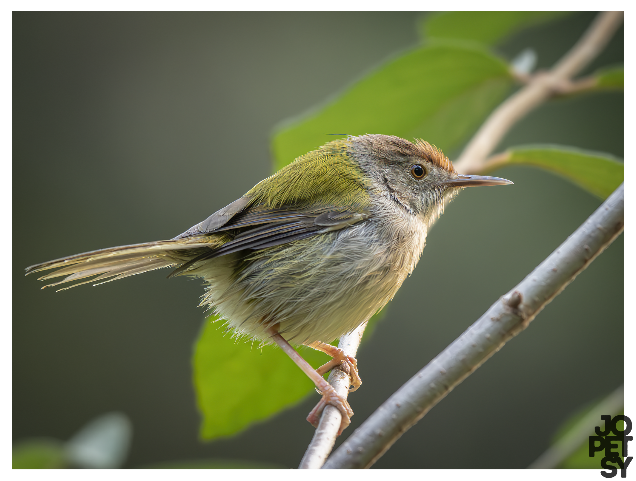 Common Tailorbird