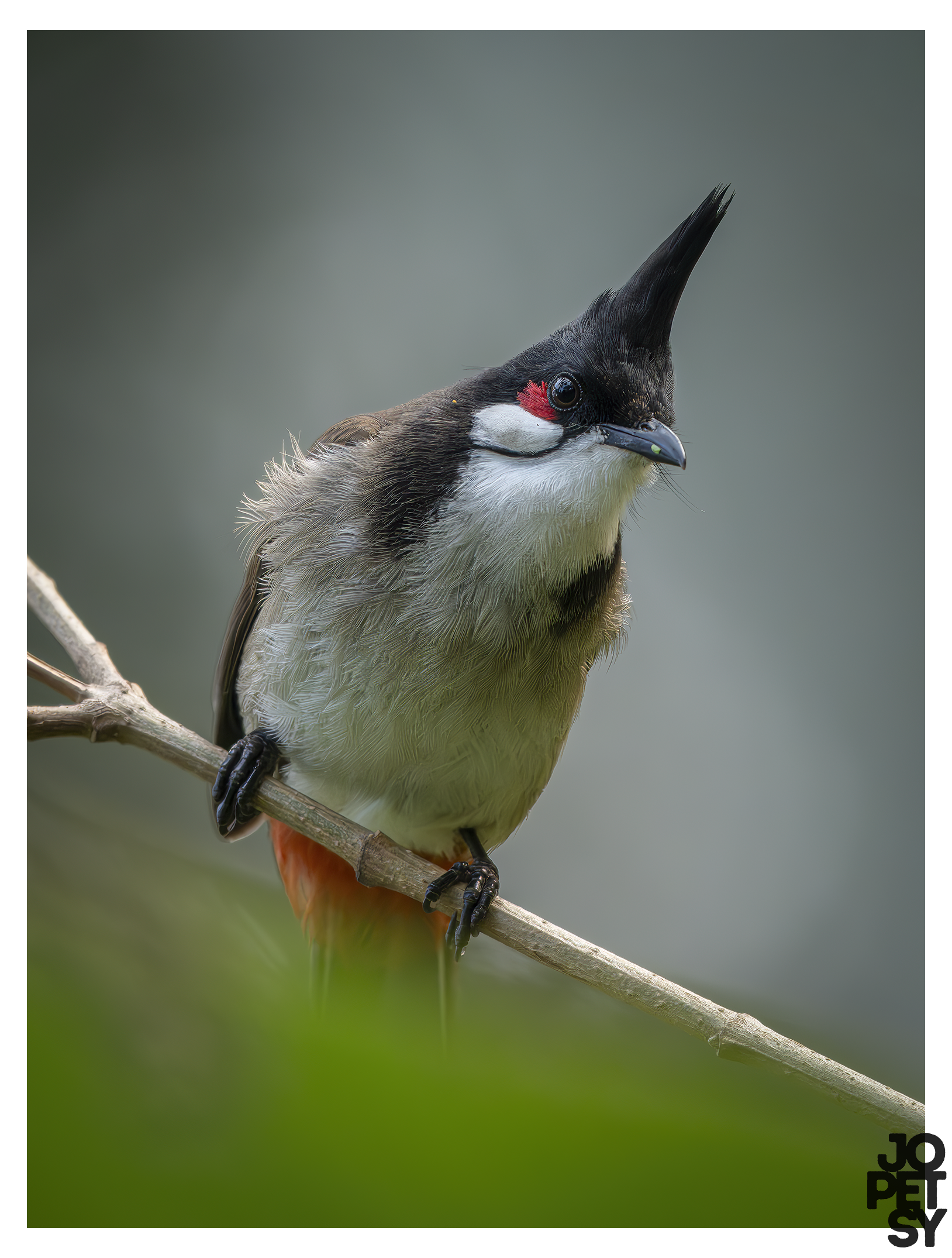 Red‑whiskered Bulbul