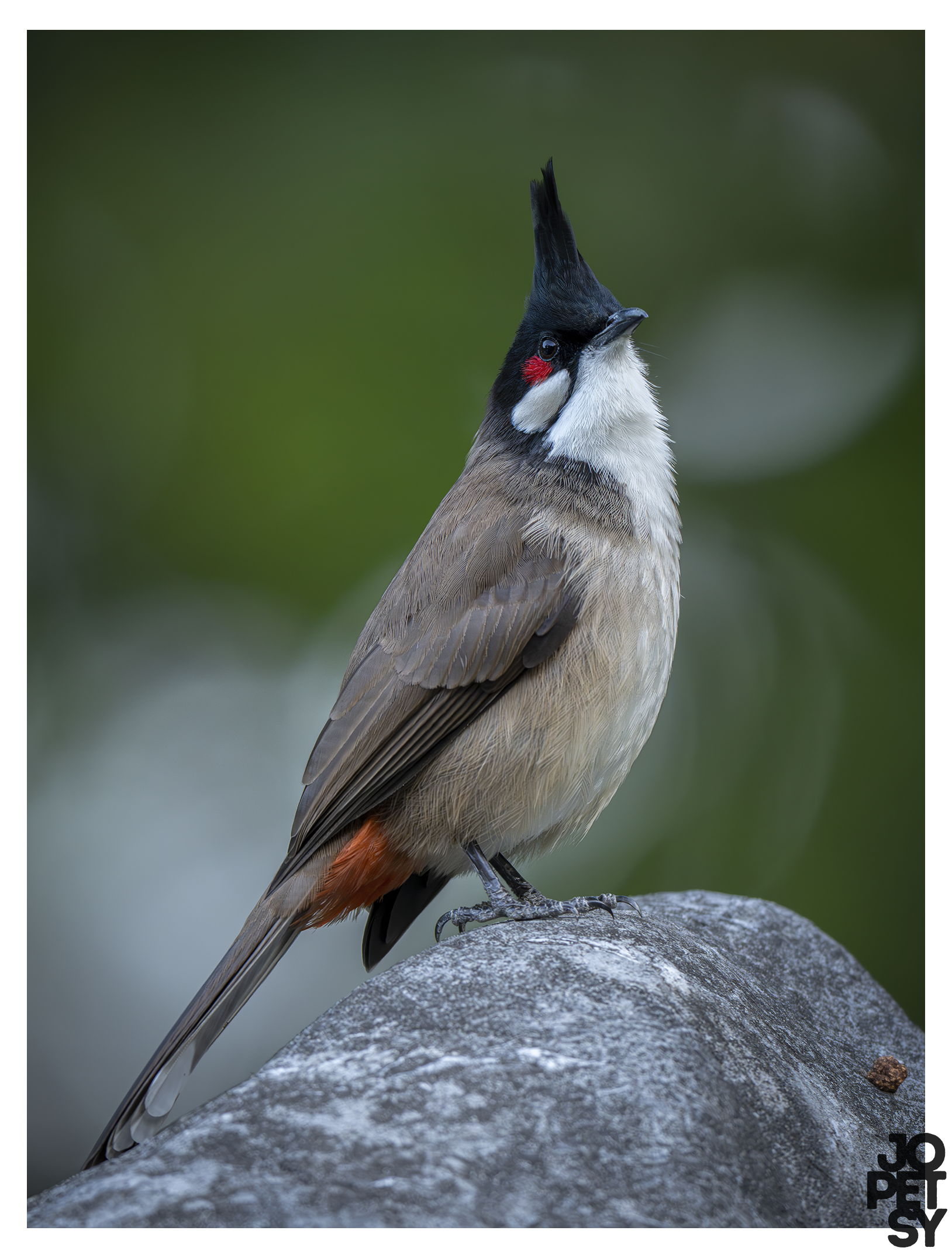 Red-whiskered Bulbul