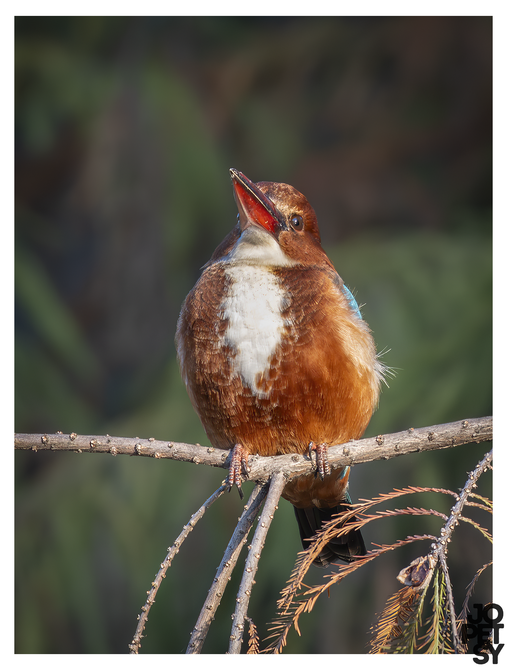 White-throated Kingfisher