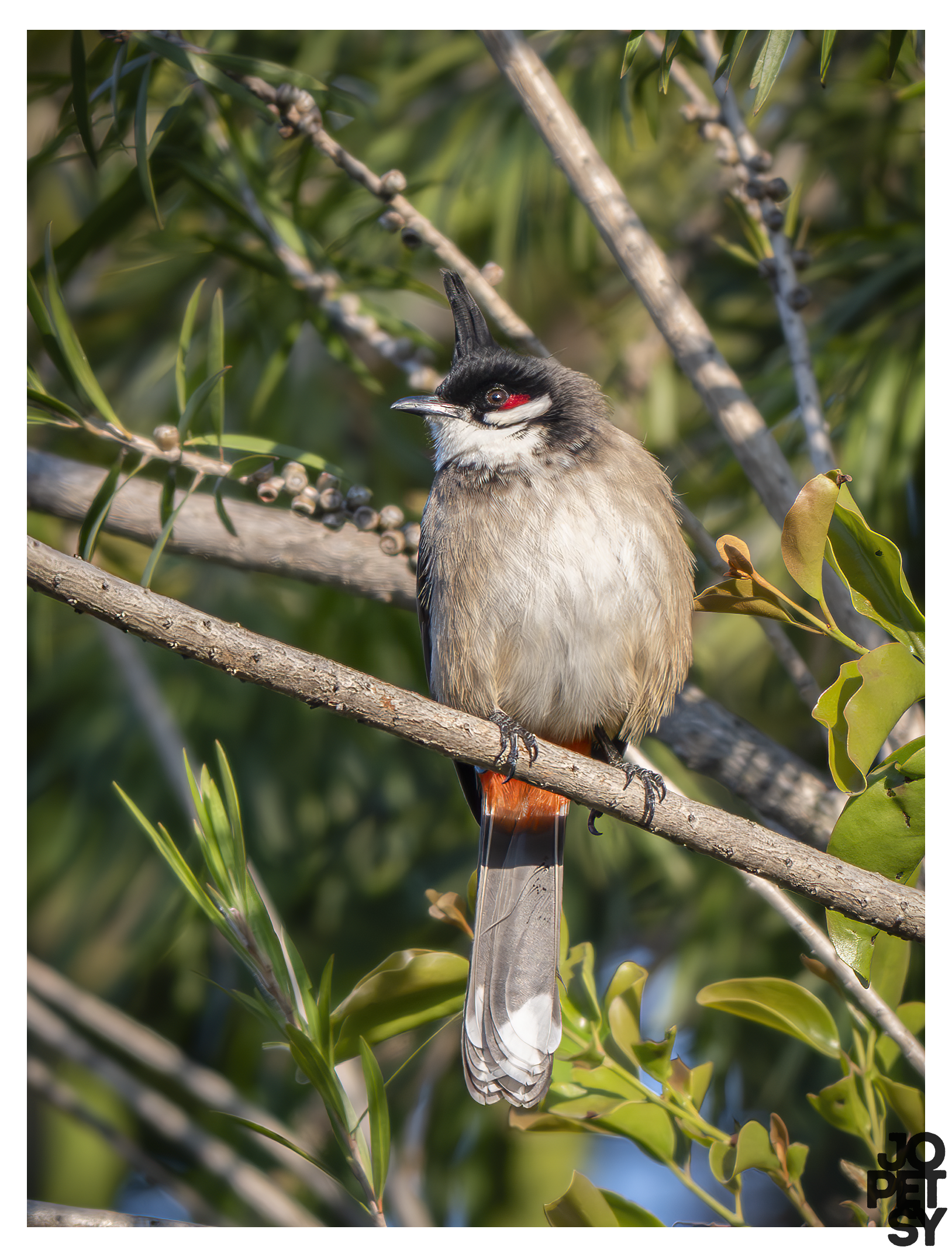 Red-whiskered Bulbul
