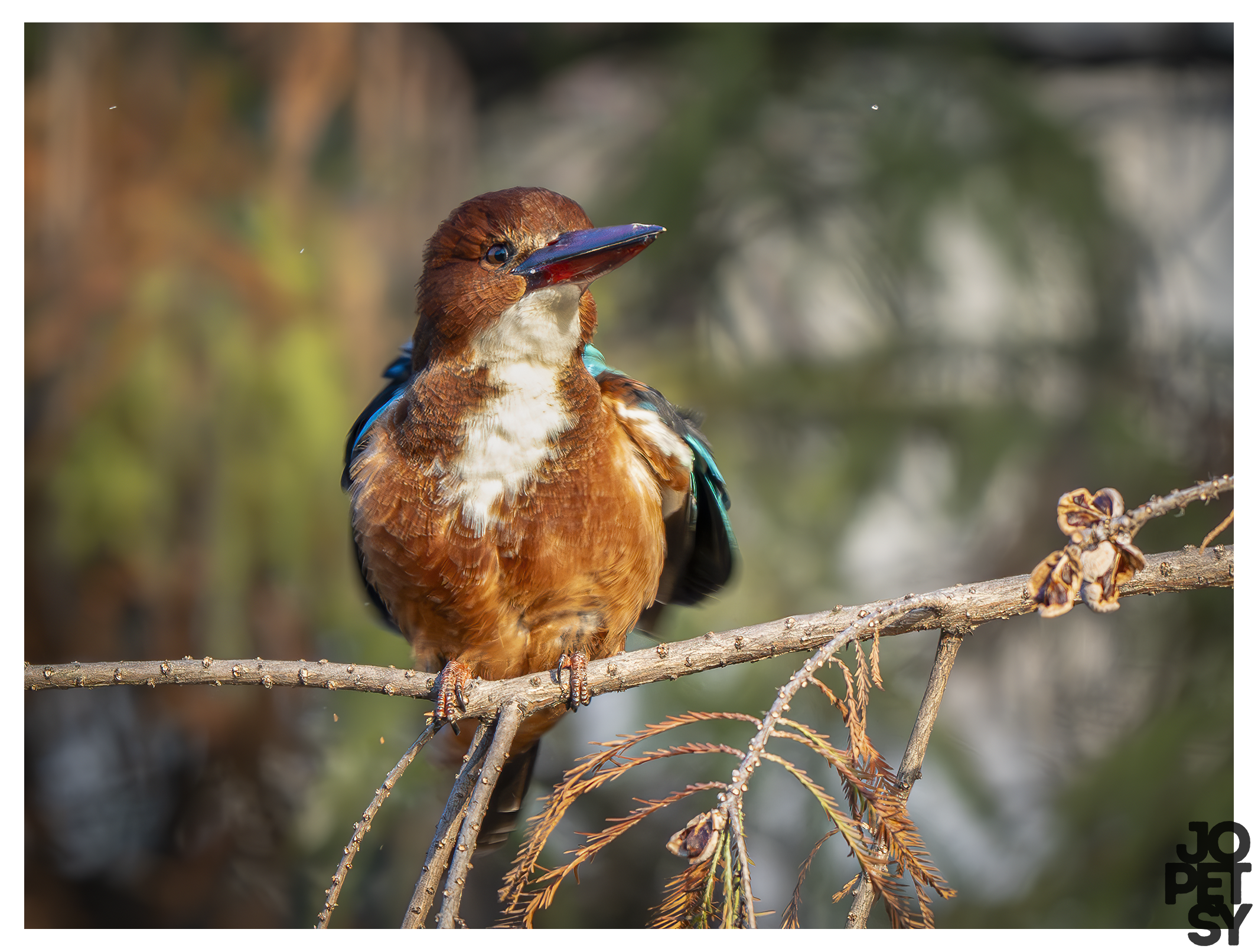 White-throated Kingfisher
