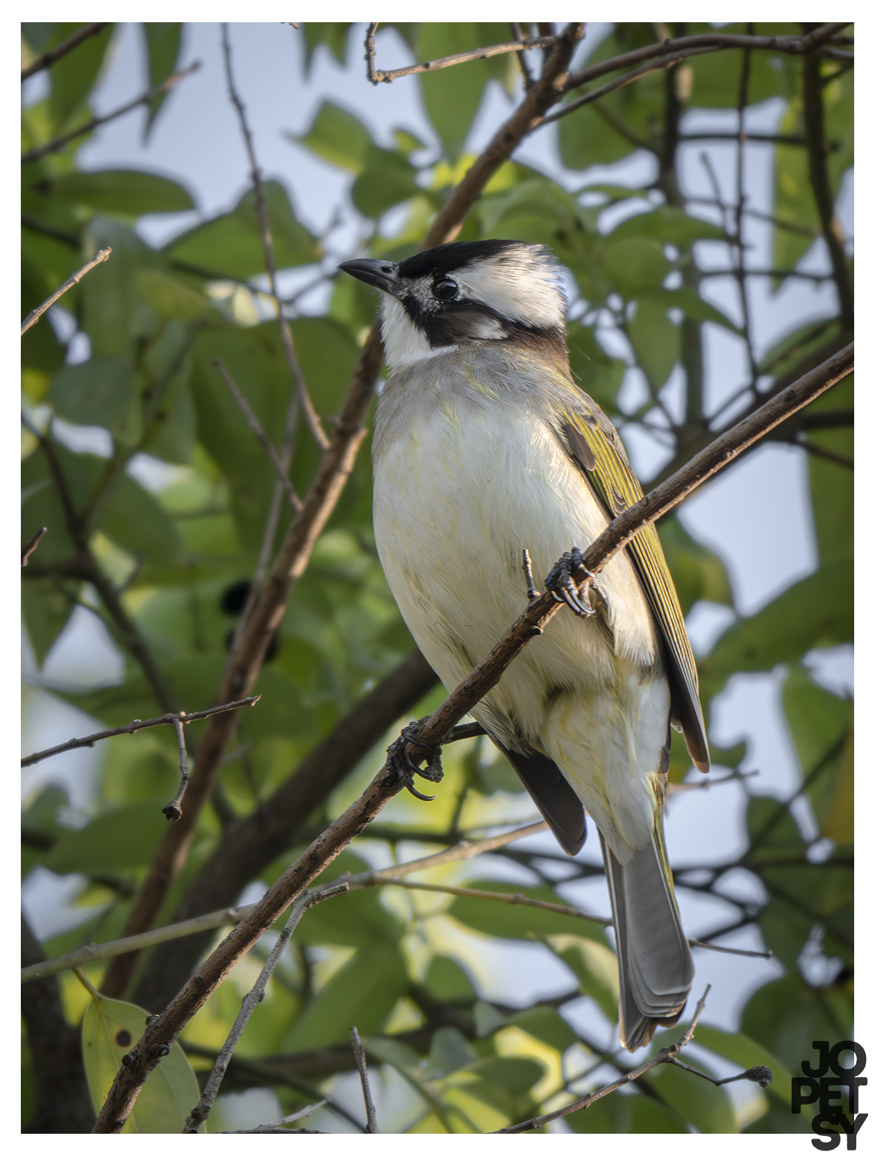 Light-vented Bulbul