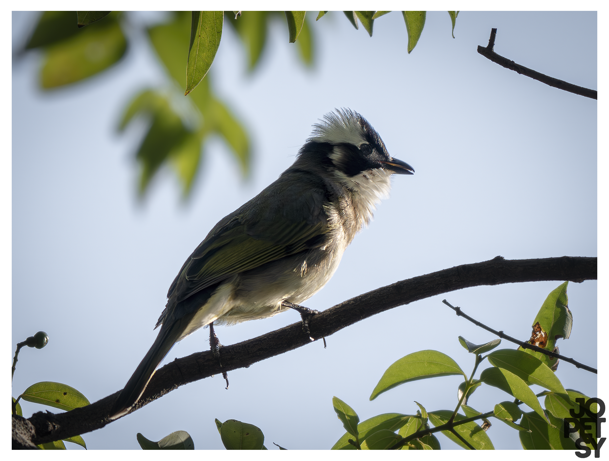 Light-vented Bulbul