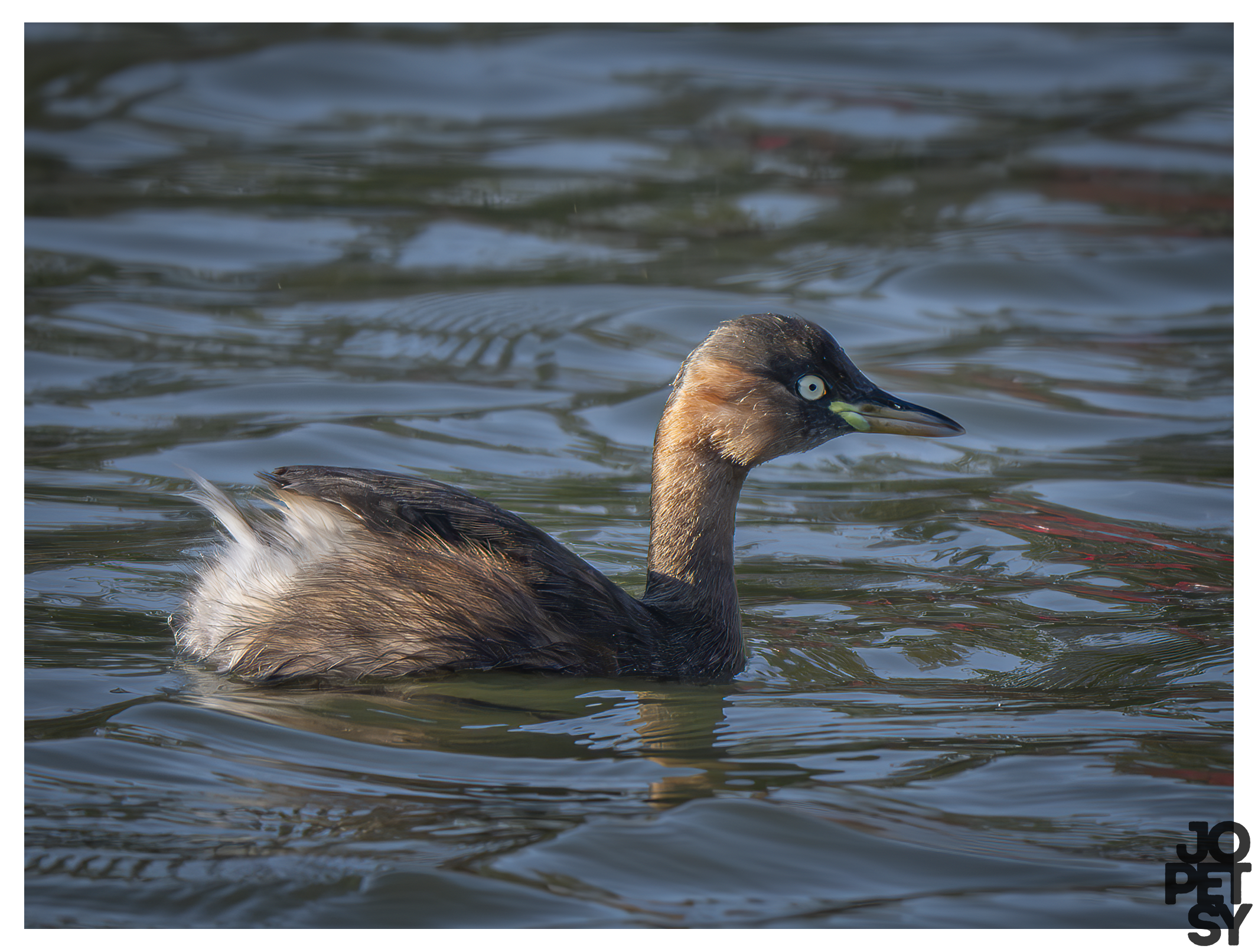 Little Grebe